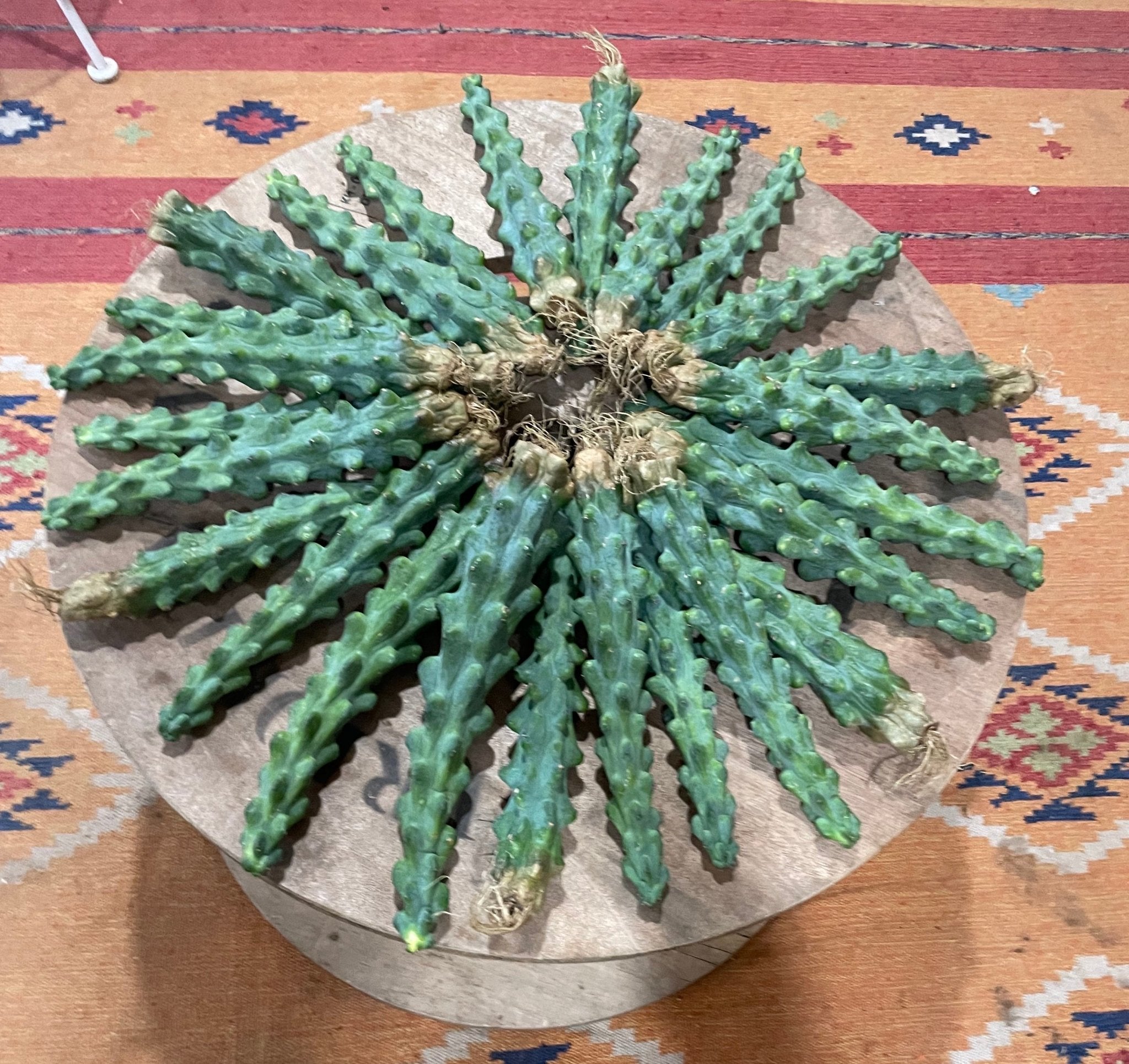 5 Care Tips to Keep a Boobie Cactus Alive in the Winter - Varnish + Vine