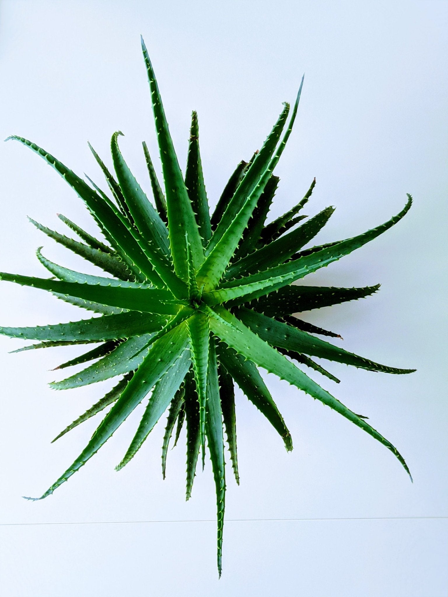 Advantages of Growing Succulents - Varnish + Vine