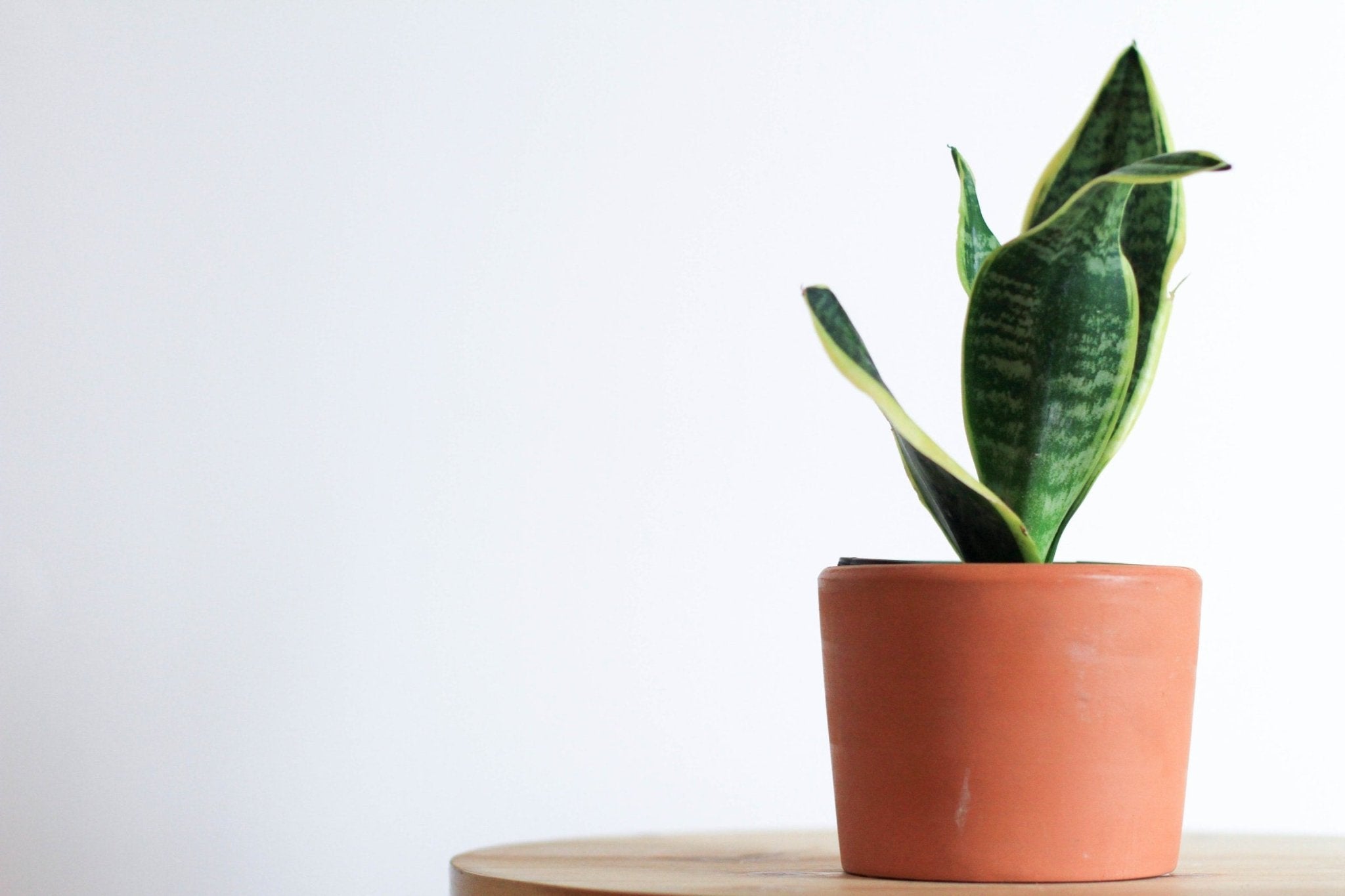 Best Succulents for Low Light Environments - Varnish + Vine