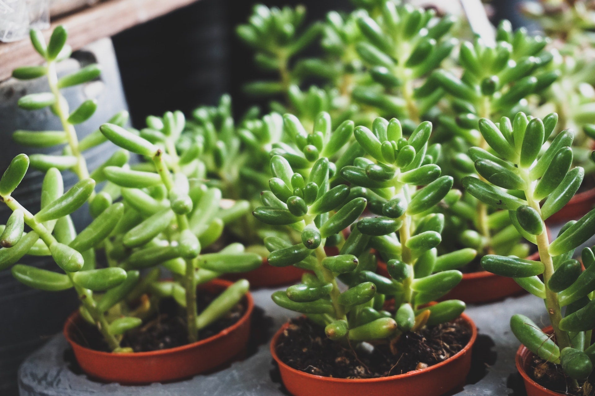 Best Succulents for Pets - Varnish + Vine