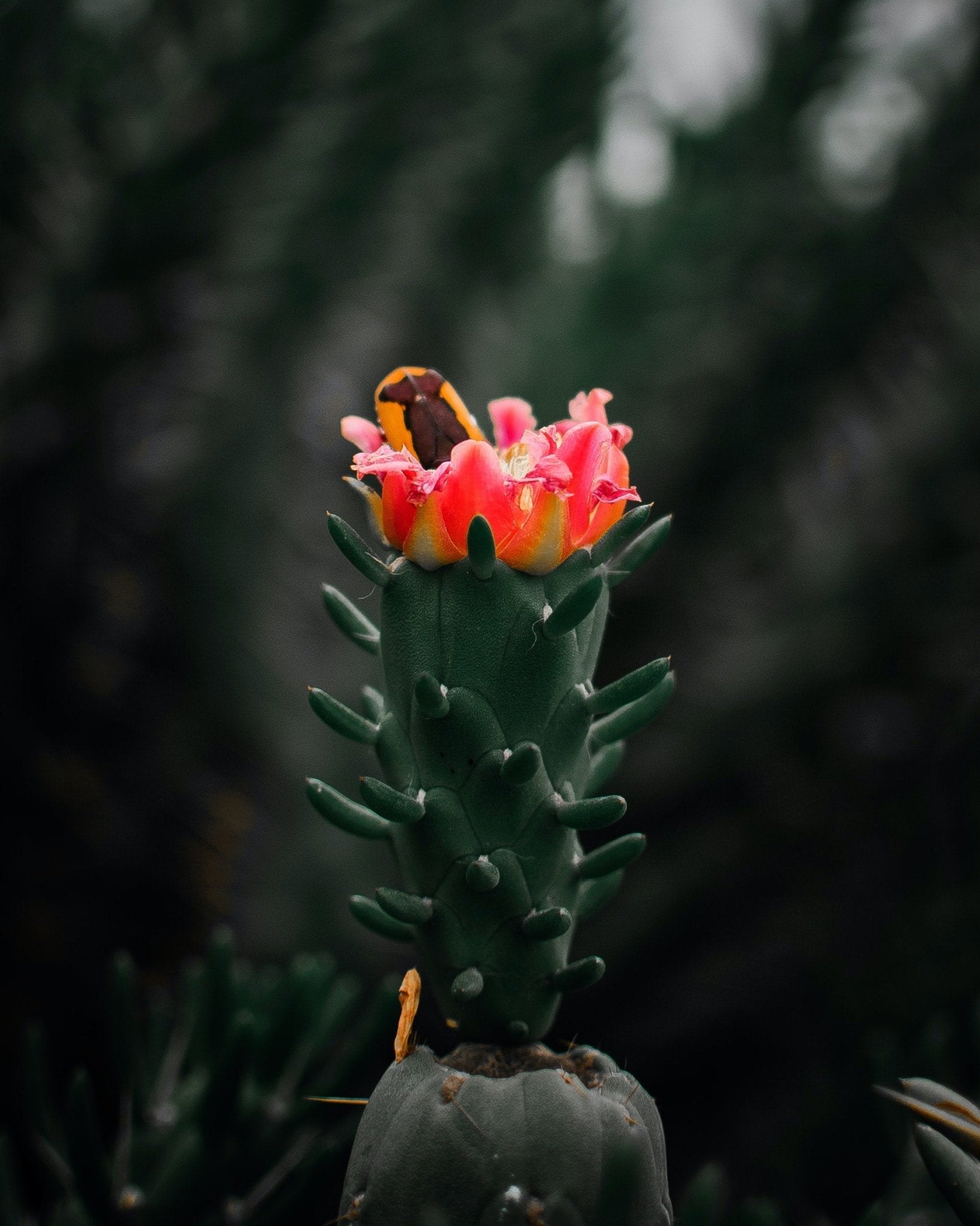 Best Ways to Care for Flowering Cacti - Varnish + Vine