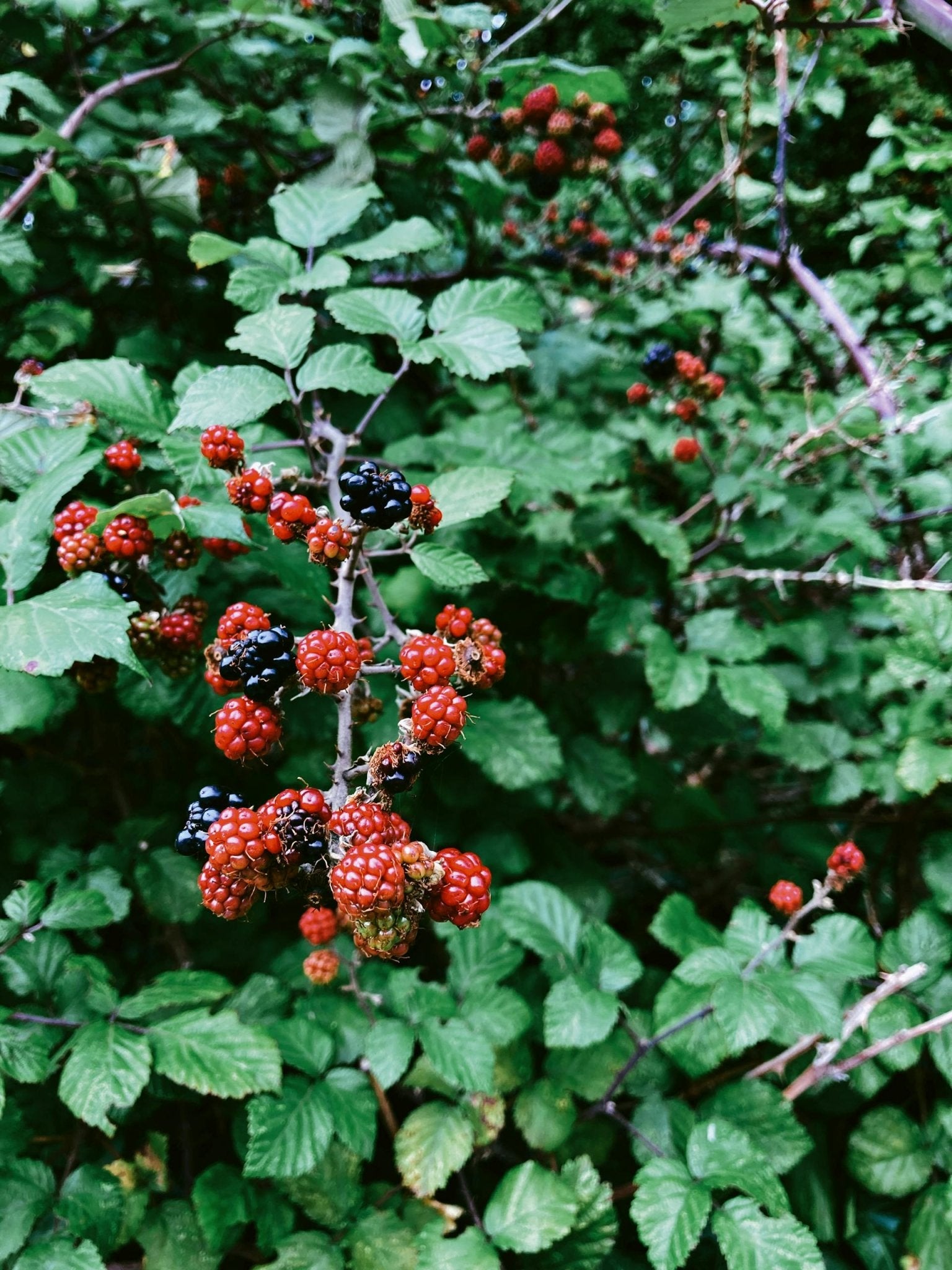 Blackberry Bush Care Guide - Varnish + Vine