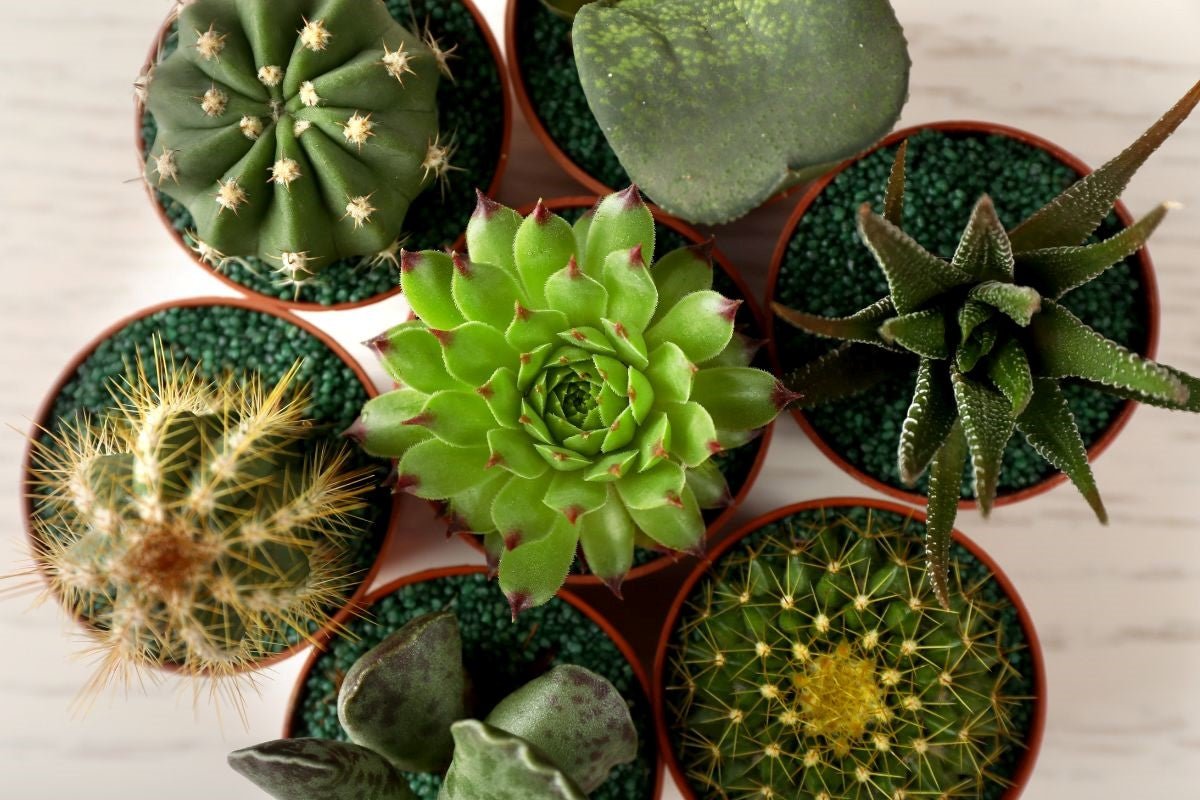 Caring for Your Cacti: Tips and Tricks to Keep Your Plants Thriving and Prevent Browning - Varnish + Vine
