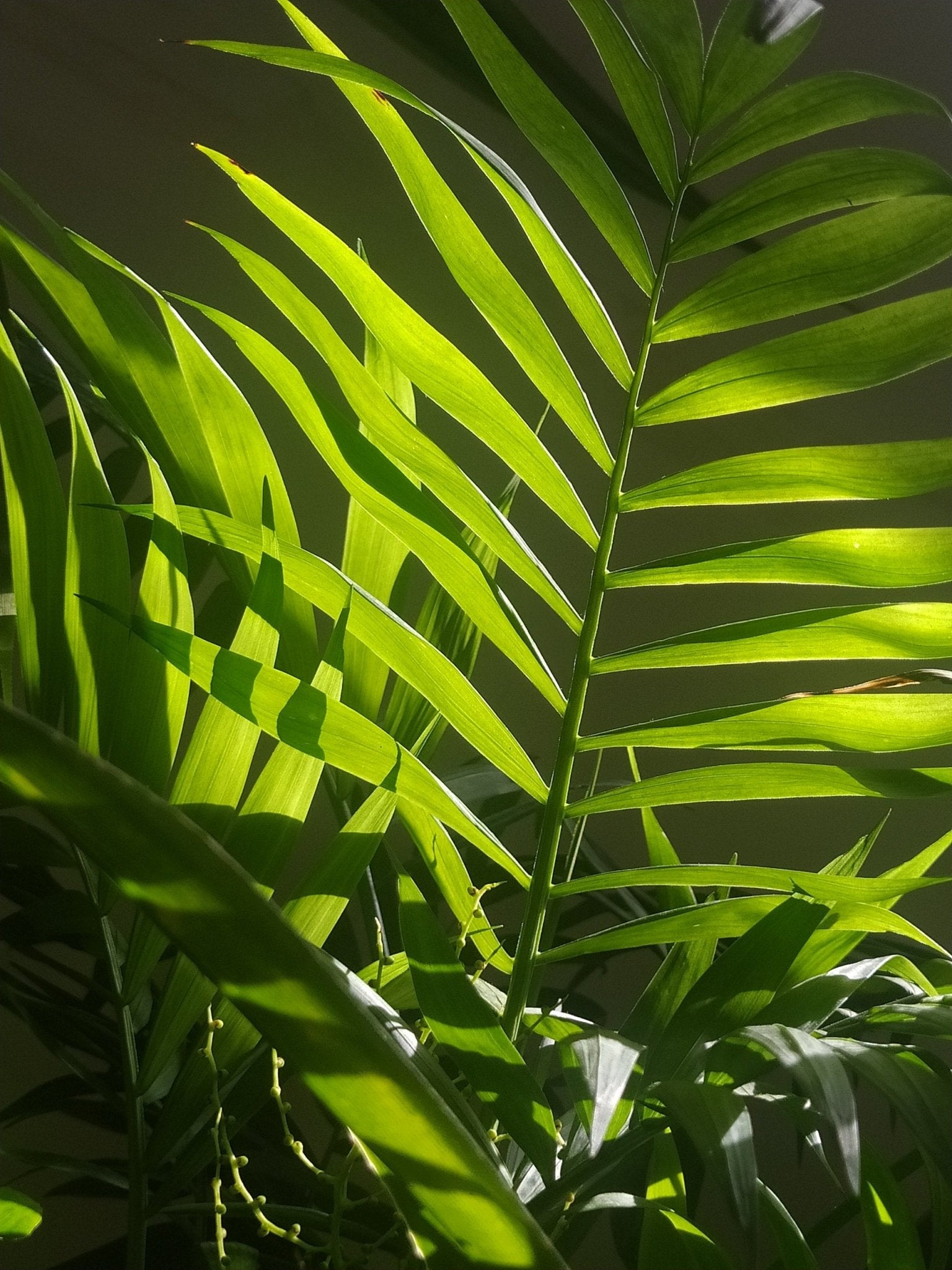 Cat Palm Care Guide - Varnish + Vine