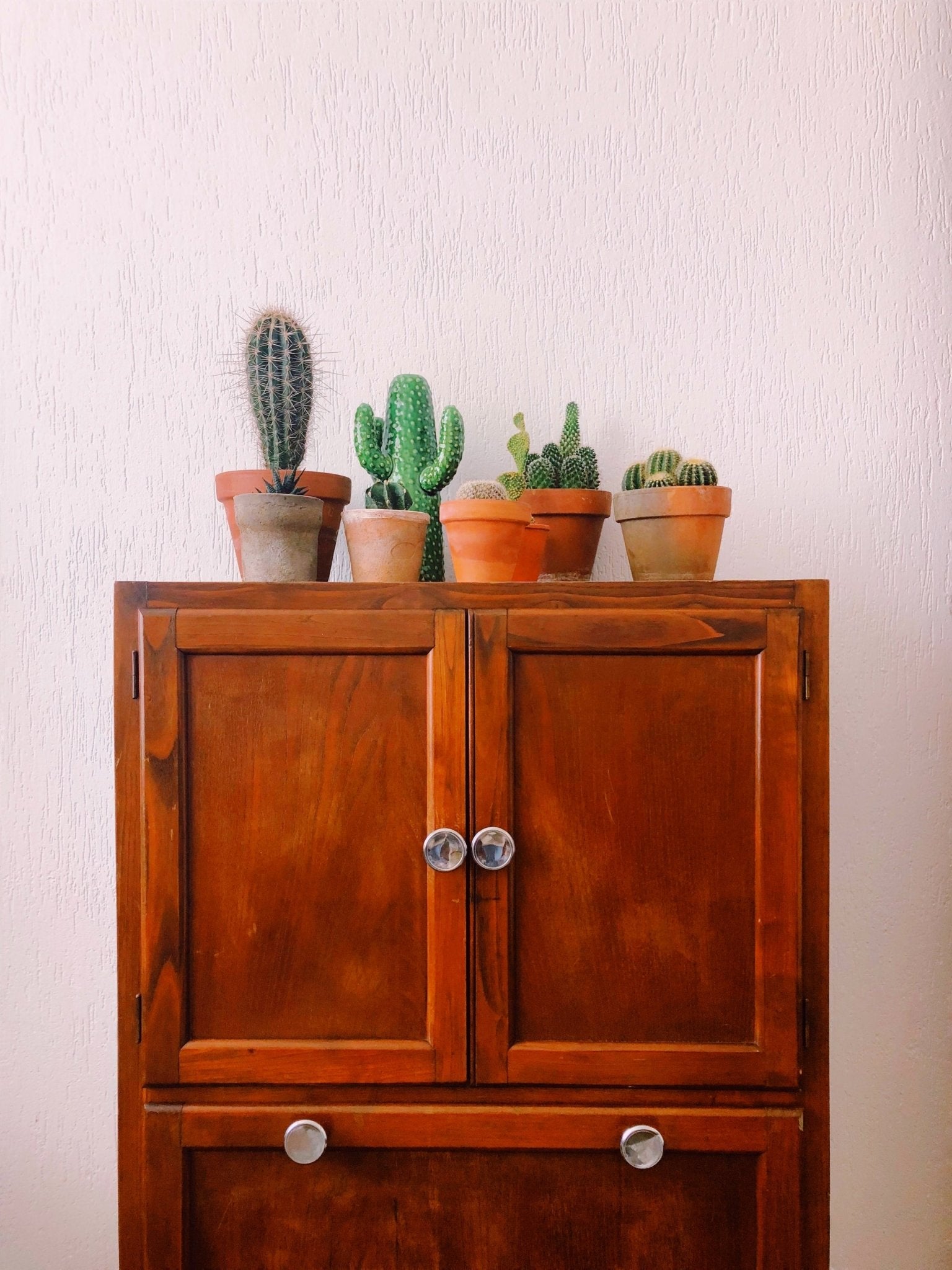 Causes of Cacti Yellowing - Varnish + Vine