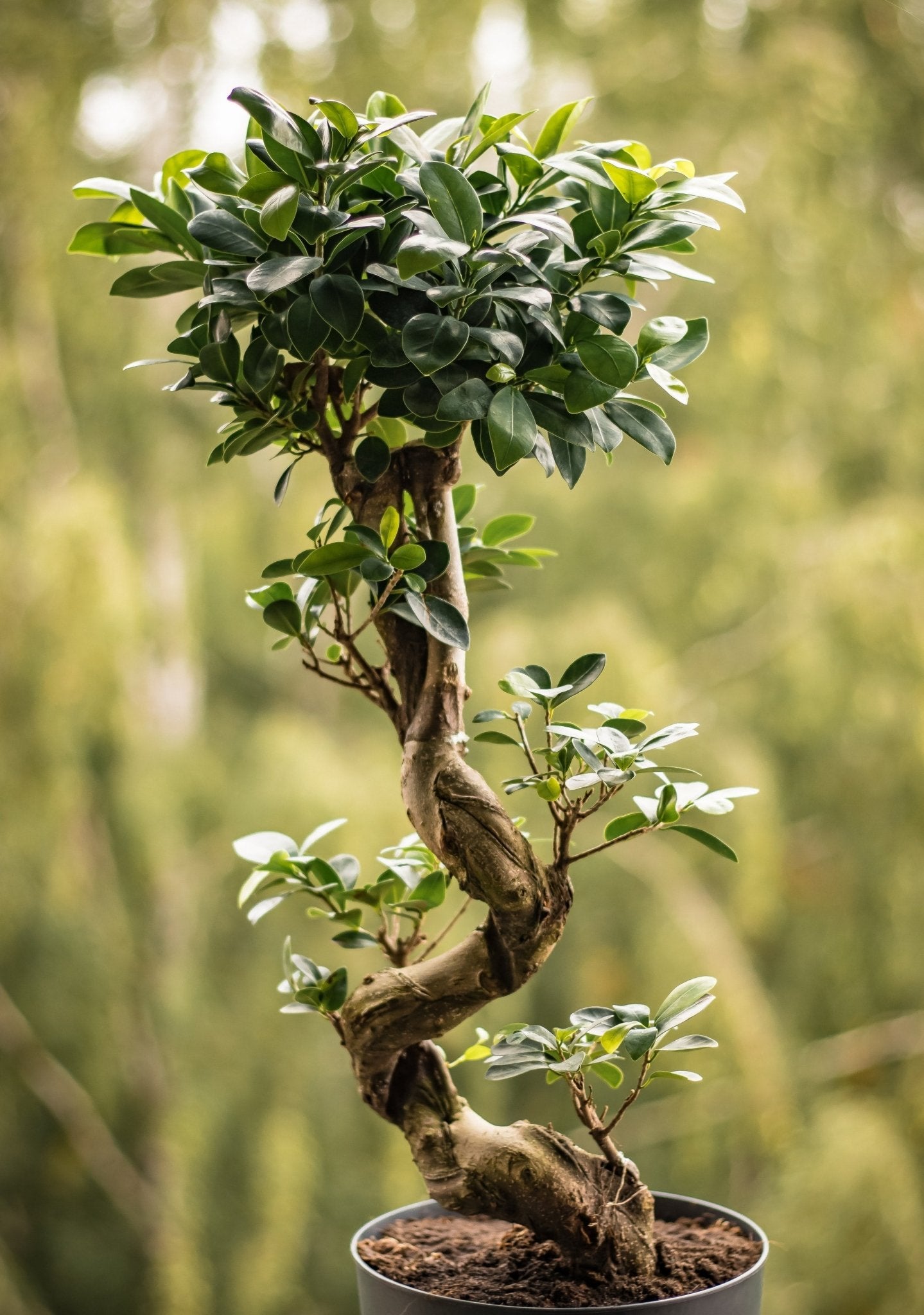 Common Illnesses and Treatments for the Ficus Microcarpa - Varnish + Vine