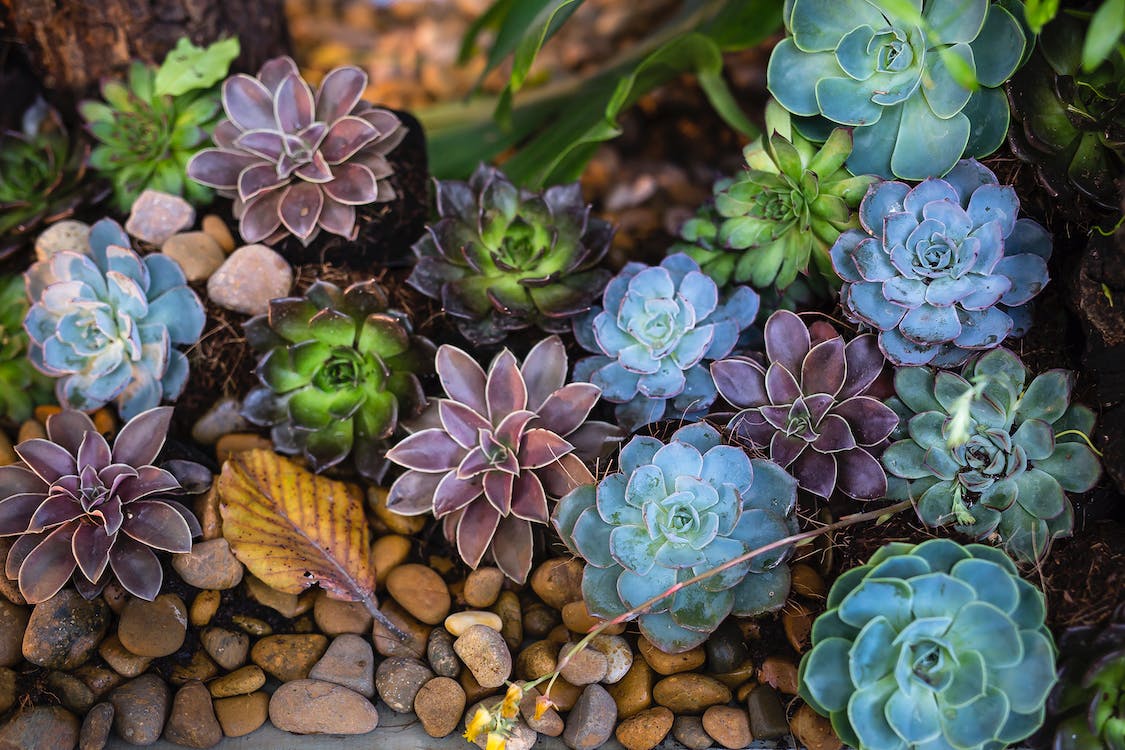 Common Succulent Diseases and Preventive Treatments - Varnish + Vine