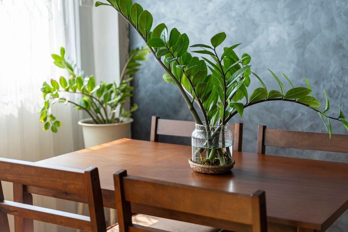 Creating a Calming Home Environment: Tips for Incorporating Cactus and Tropical Plants into Care Spaces - Varnish + Vine