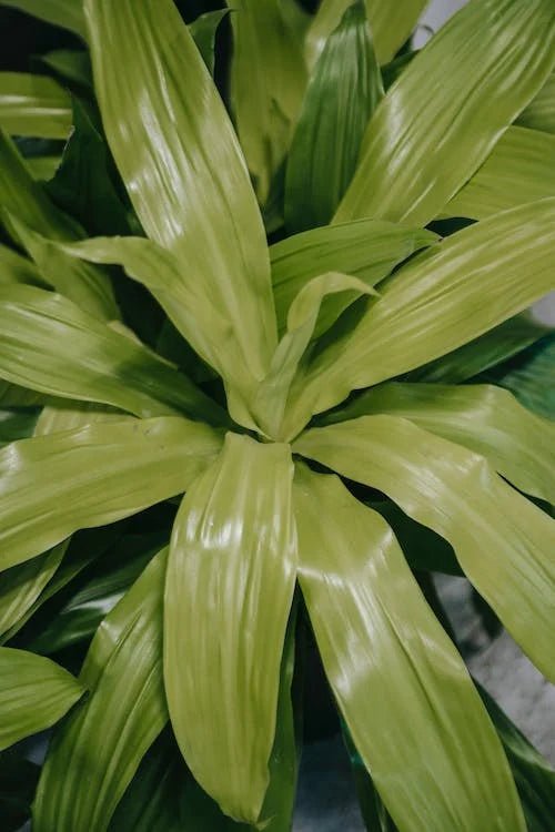 Dracaena Janet Craig Care Guide - Varnish + Vine