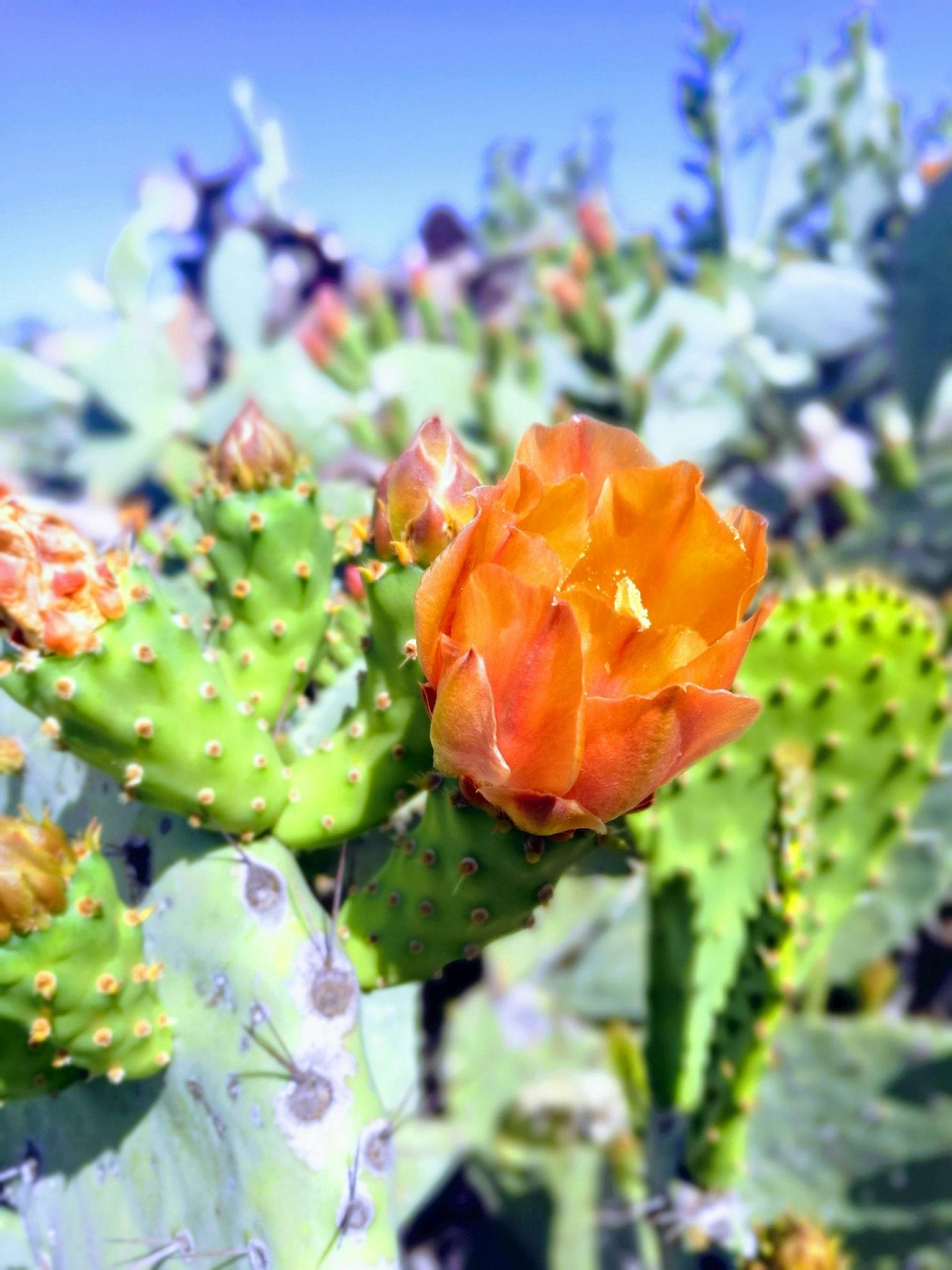 Fungus and Cacti - Varnish + Vine