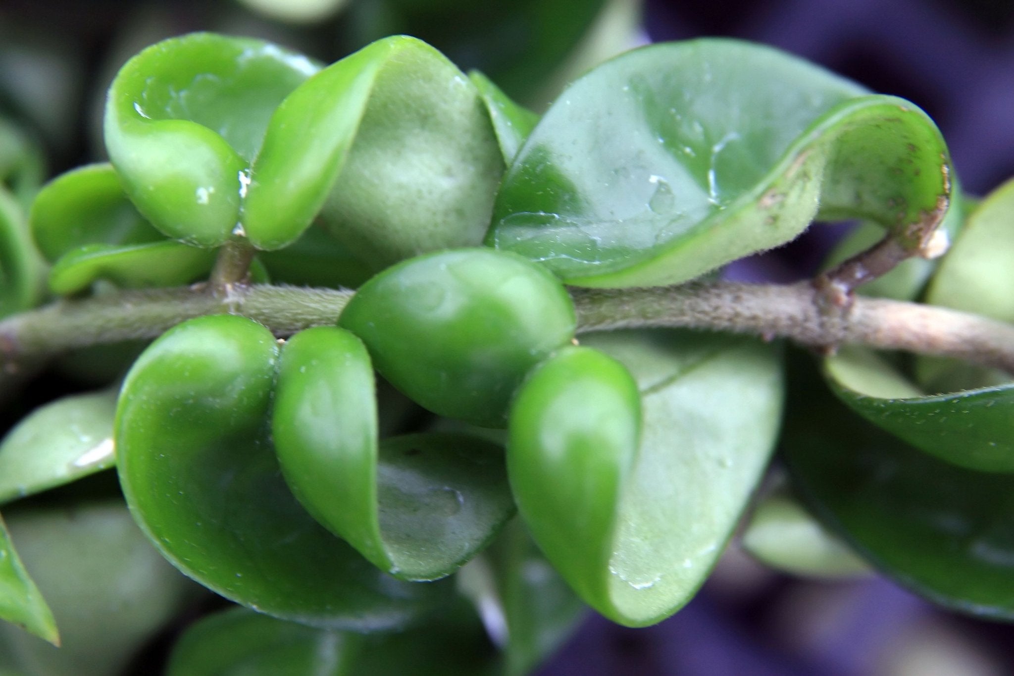 Hindu Rope Plant Care - Varnish + Vine