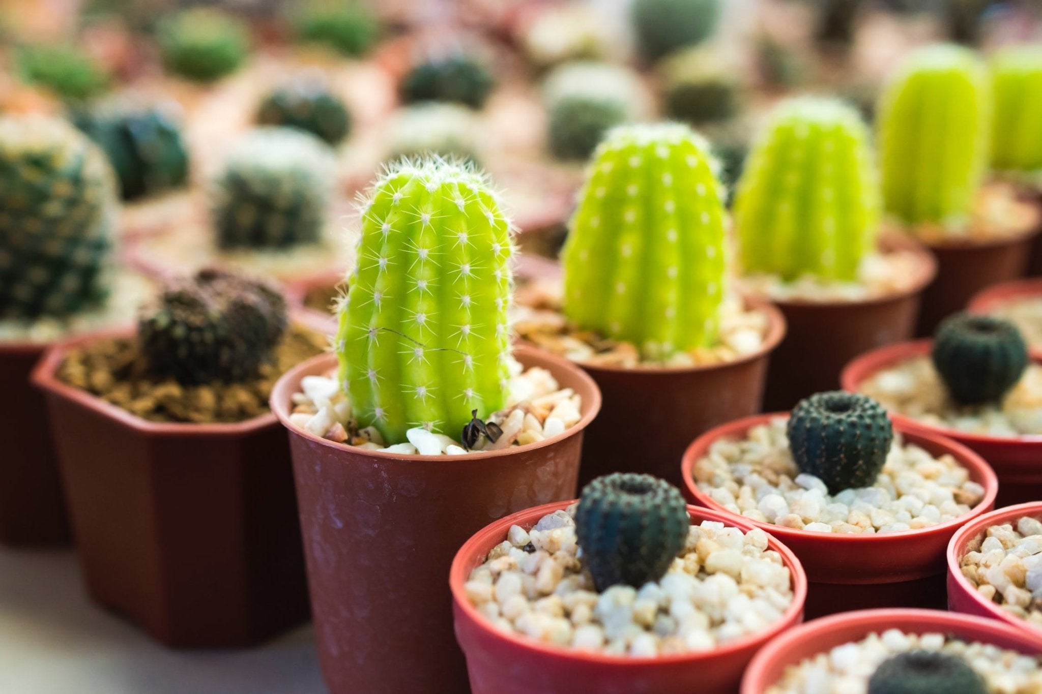 How Do Cactus Cuttings Re-Root Themselves? - Varnish + Vine