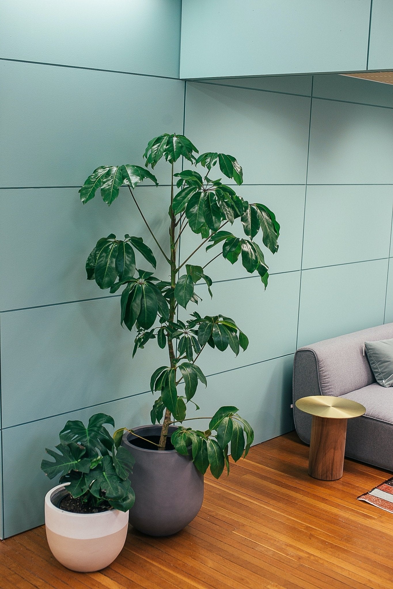 How to Care for the Australian Umbrella Tree - Varnish + Vine