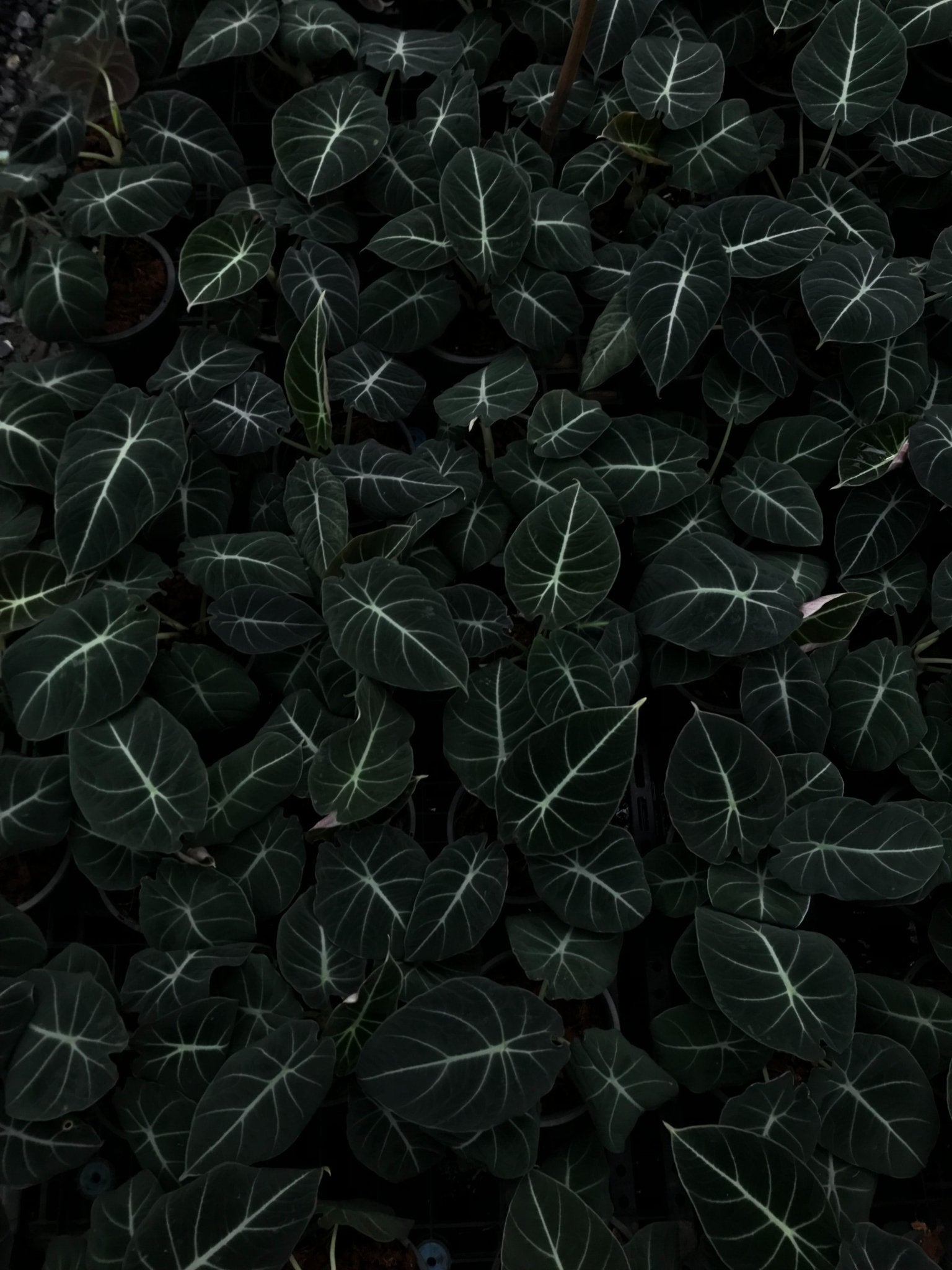 How to Care for the Black Velvet Alocasia - Varnish + Vine