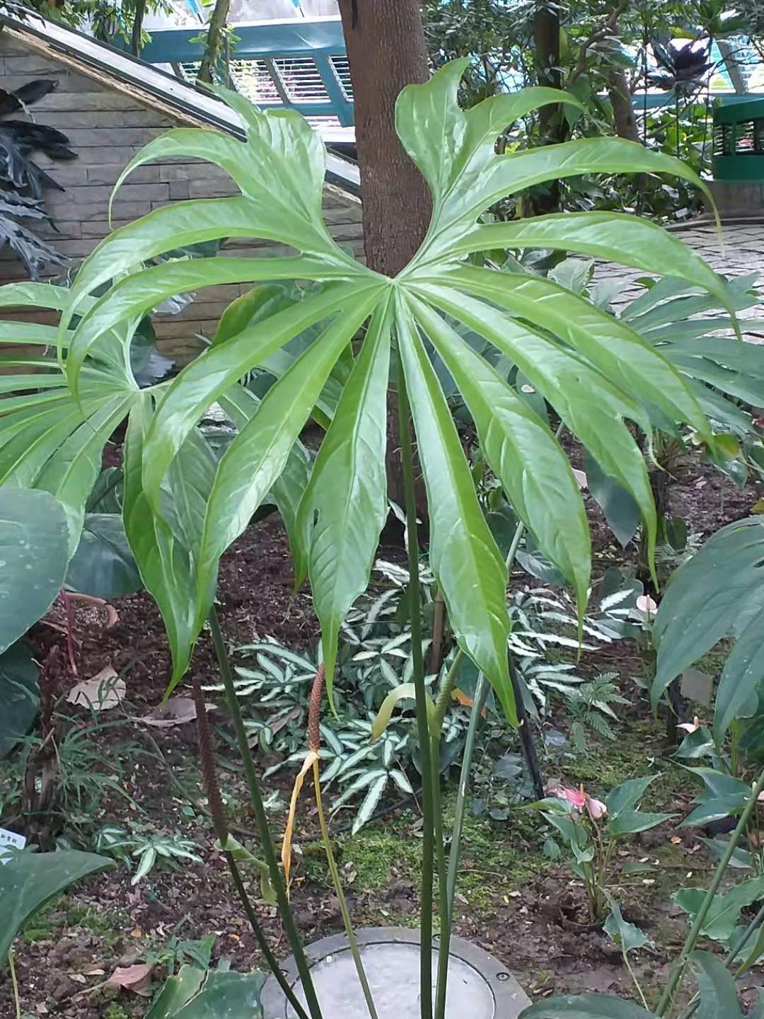 How to Care for Your Anthurium Fingers - Varnish + Vine