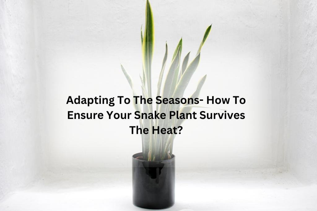 How to Ensure Your Snake Plant Survives The Heat? - Varnish + Vine