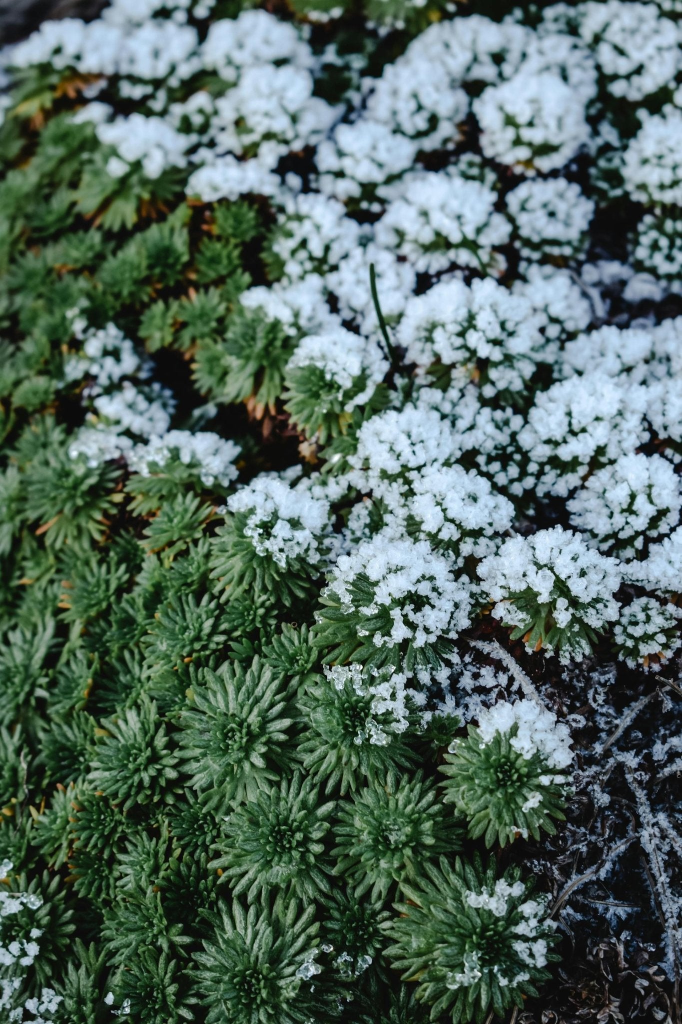 How to Prepare Your Succulent for Freezes! - Varnish + Vine