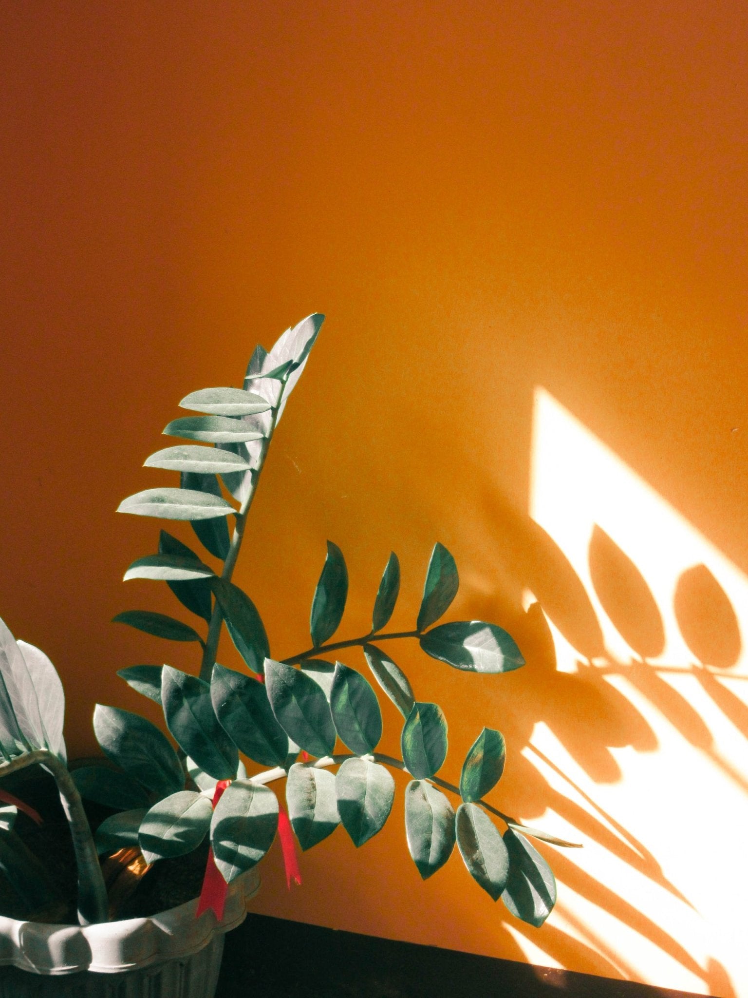 Indoor Plants for the New Year - Varnish + Vine
