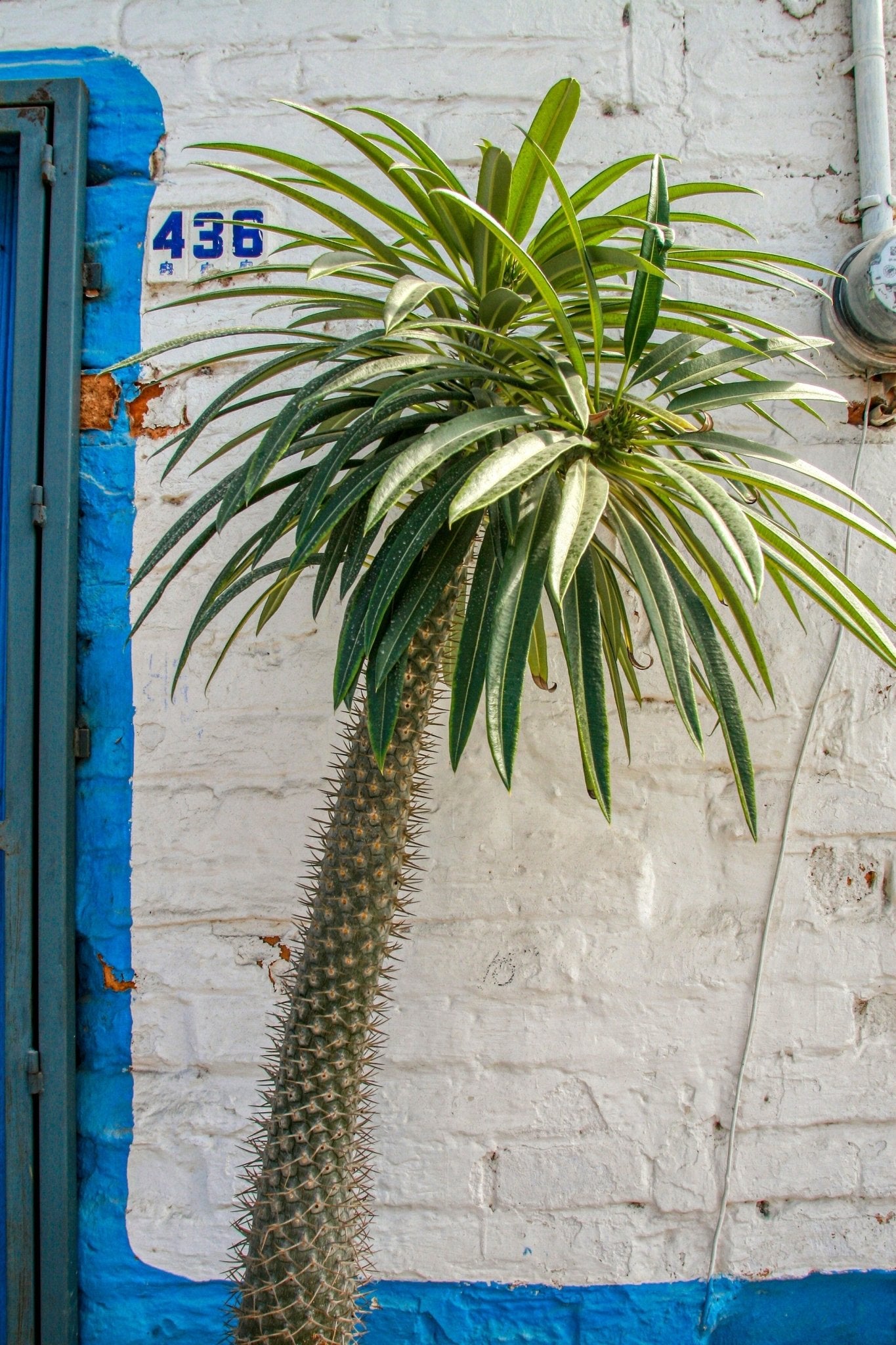 Madagascar Palm: What is it and How to Care for it? - Varnish + Vine