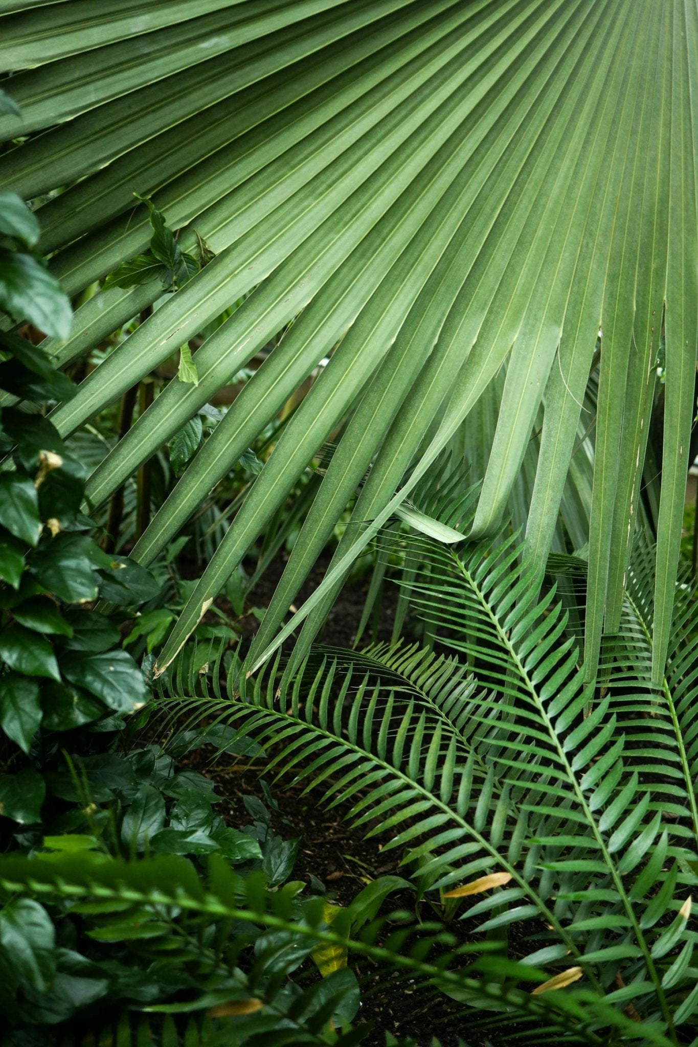 Majesty Palm Care Guide - Varnish + Vine