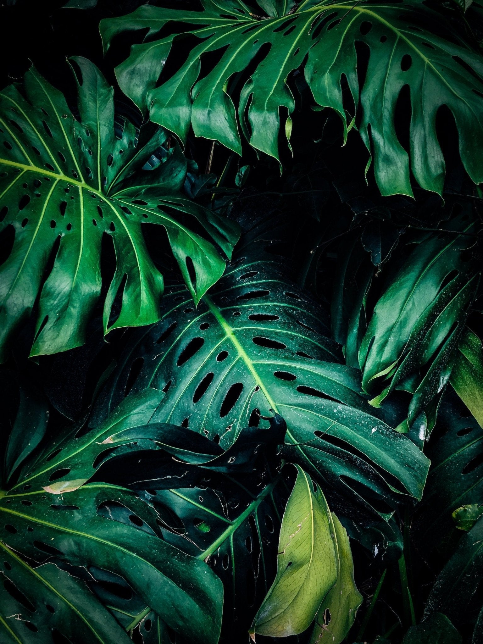 Monstera Care Guide - Varnish + Vine