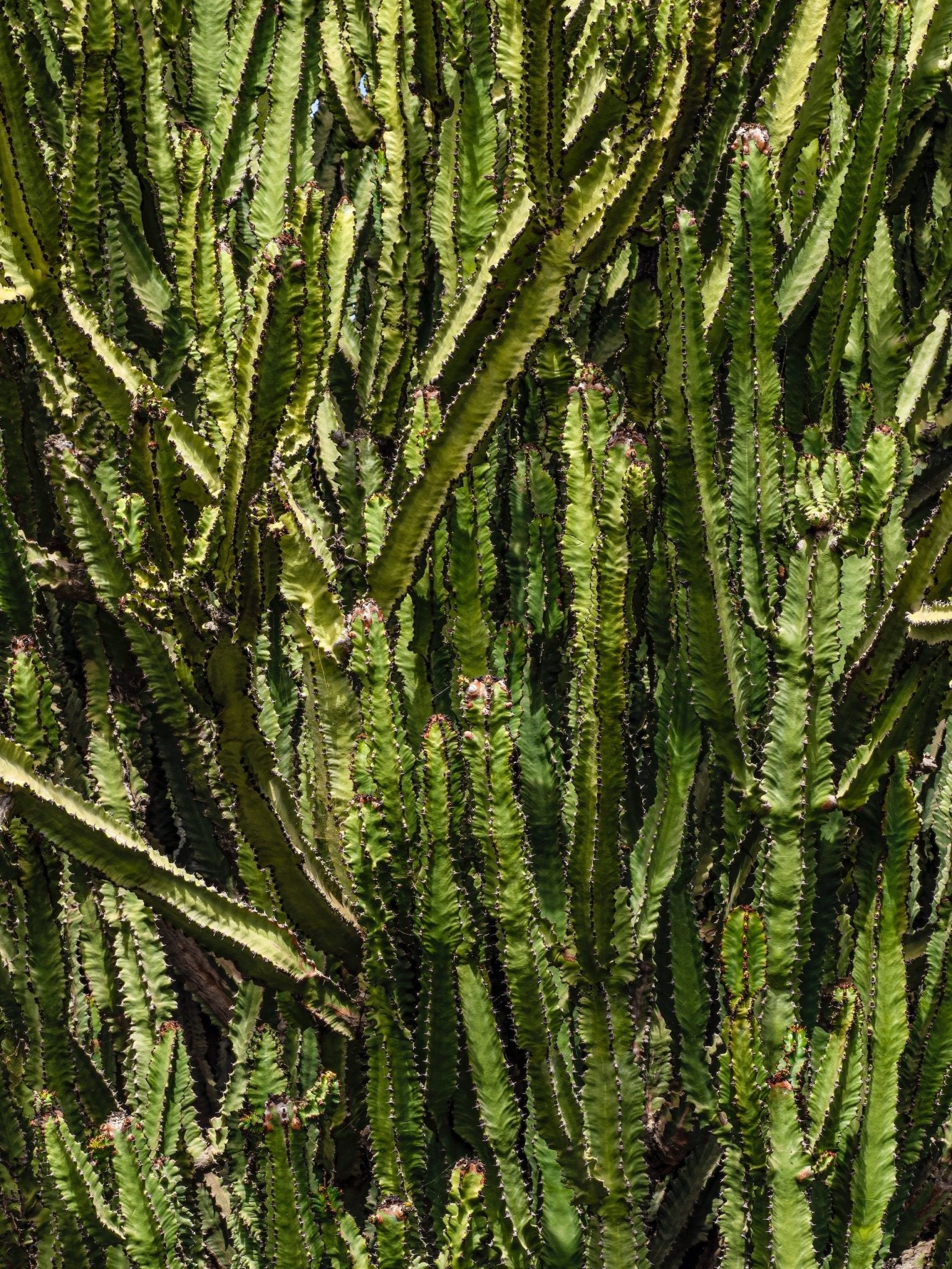 Peruvian Apple Cactus Care Guide - Varnish + Vine