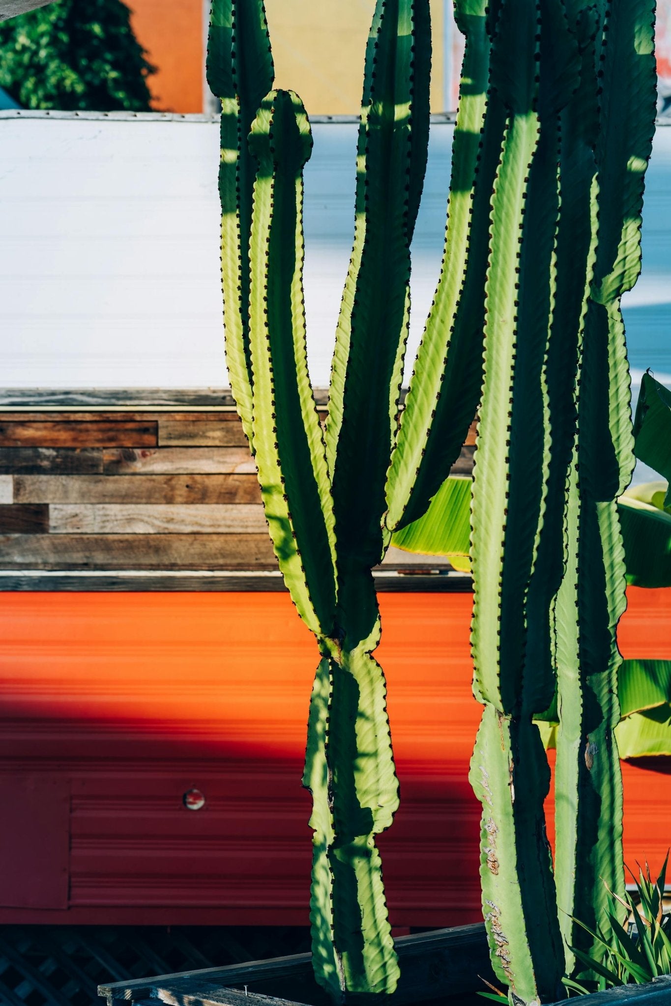 San Pedro Cacti Care Guide - Varnish + Vine