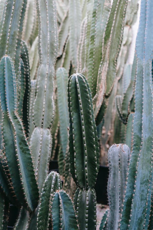 San Pedro Cactus History, Traditions, and Lore - Varnish + Vine