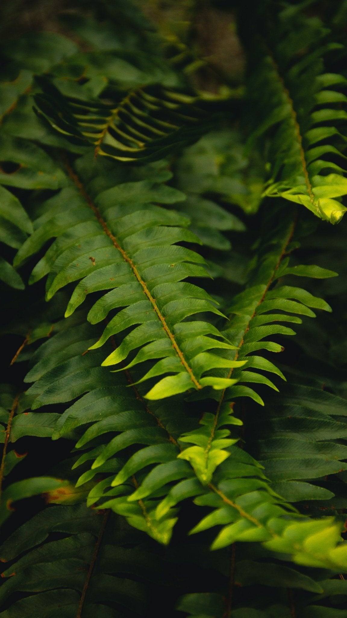 Sharktooth Fern Care Guide - Varnish + Vine