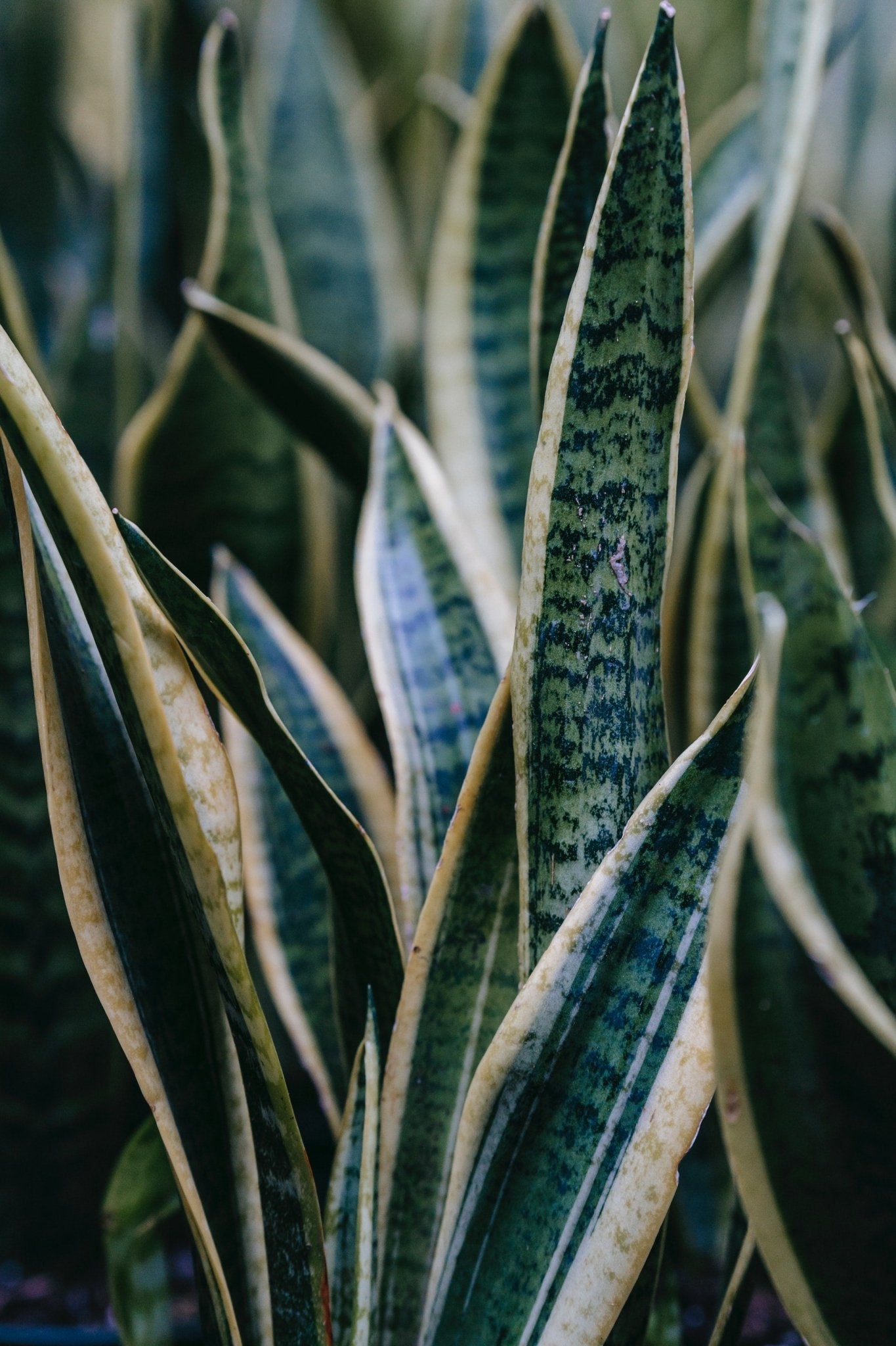 Snake Plants, Facts and Care - Varnish + Vine