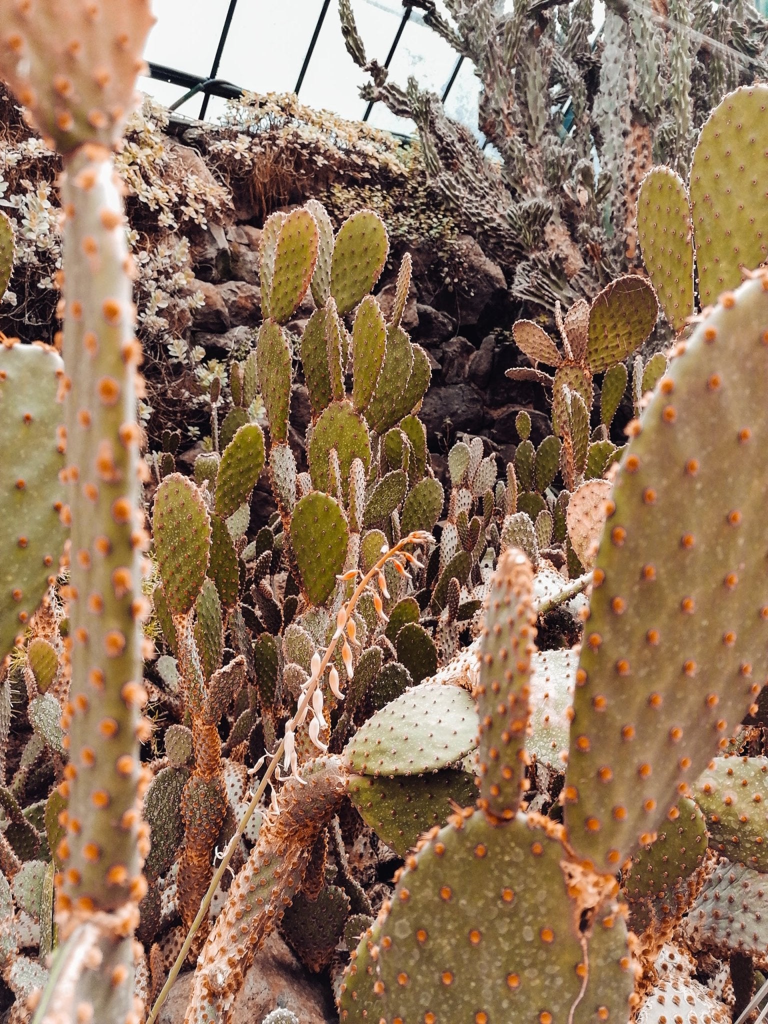 Unique Cacti for the Cacti Lover! - Varnish + Vine
