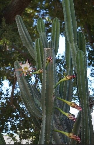 Wait The Peruvian Apple Cactus Produces Fruit? - Varnish + Vine