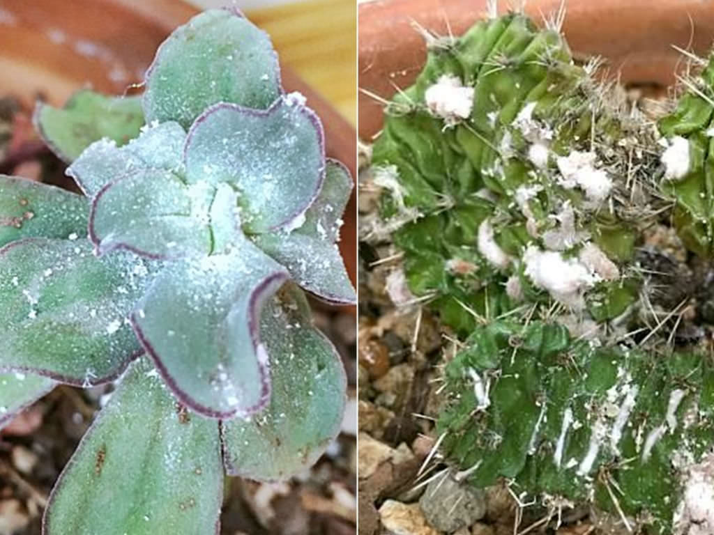 What are Mealybugs and How To Prevent Them - Varnish + Vine