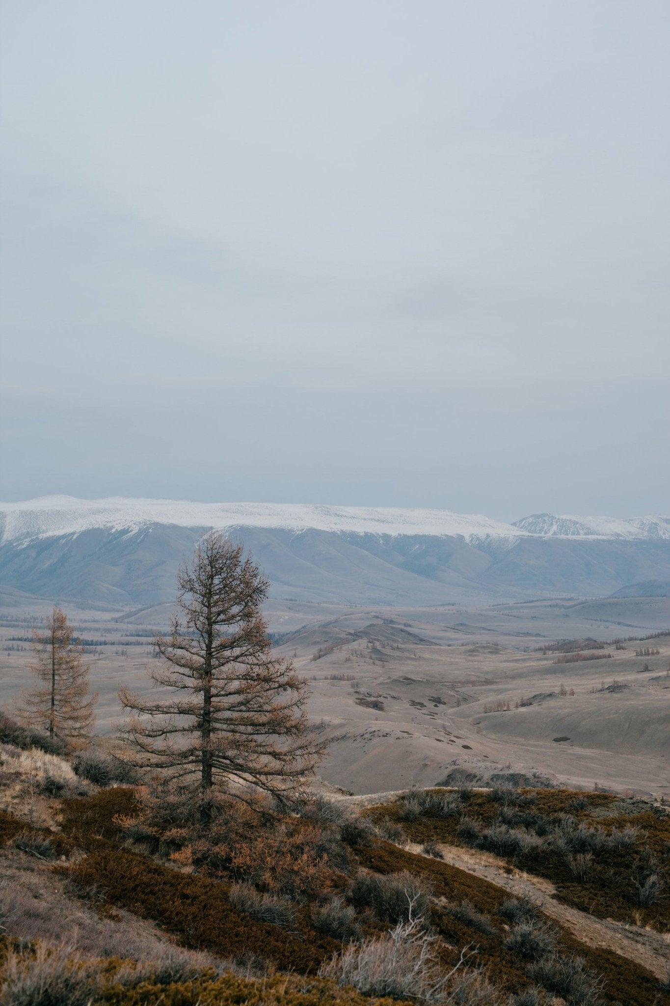 What are the Best Plants for Dry Climate Gardening? - Varnish + Vine