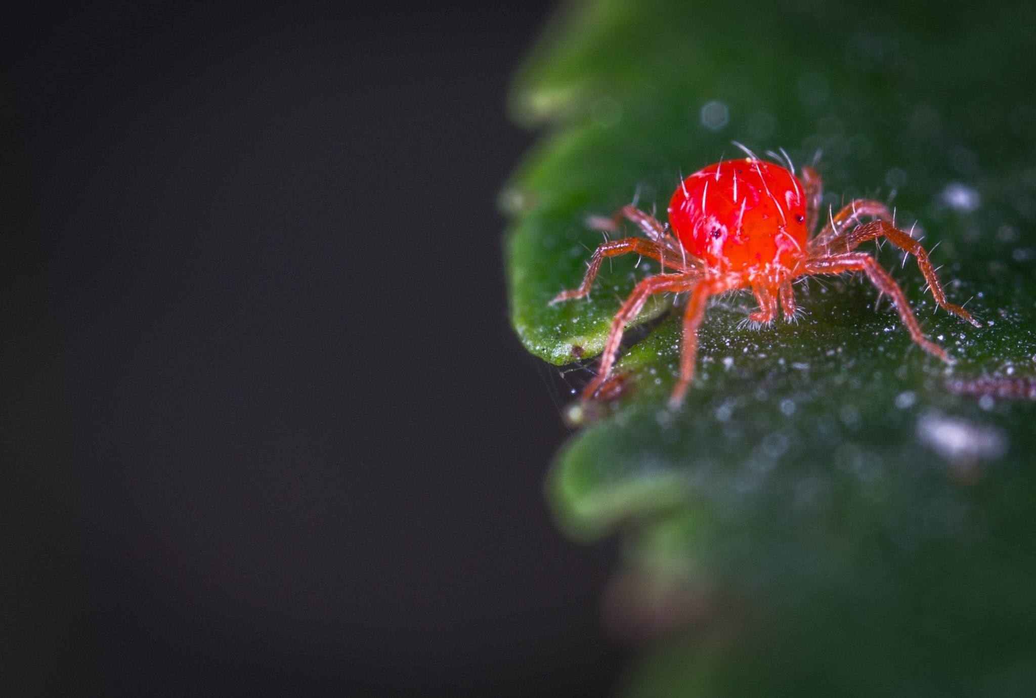 What Causes Spider Mites and How to Combat Them? - Varnish + Vine