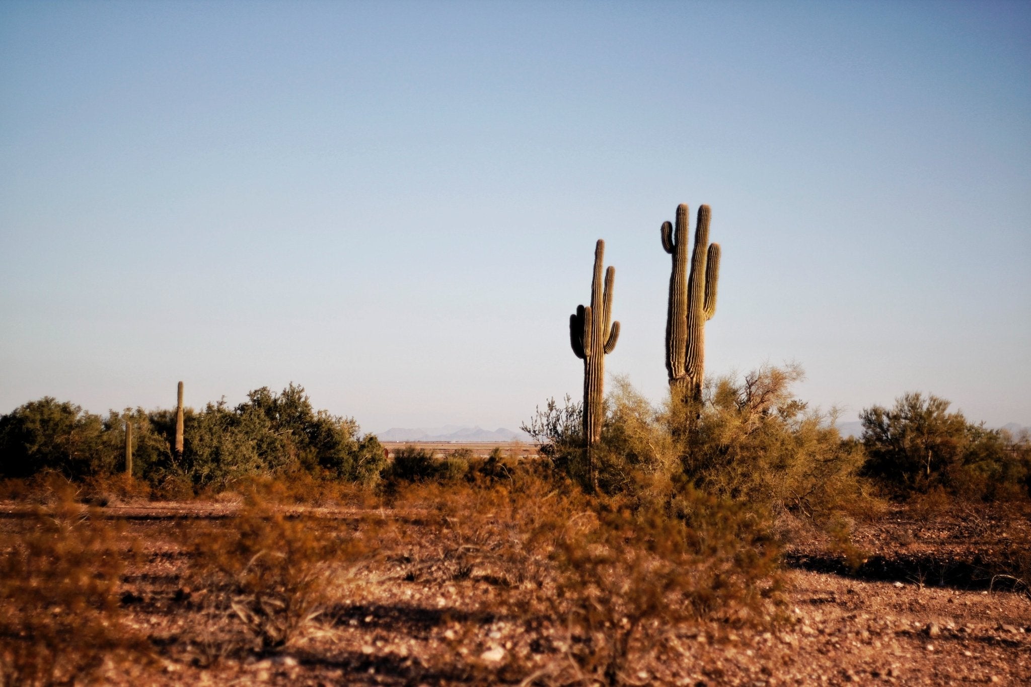 What Temperatures can Cacti Survive? - Varnish + Vine