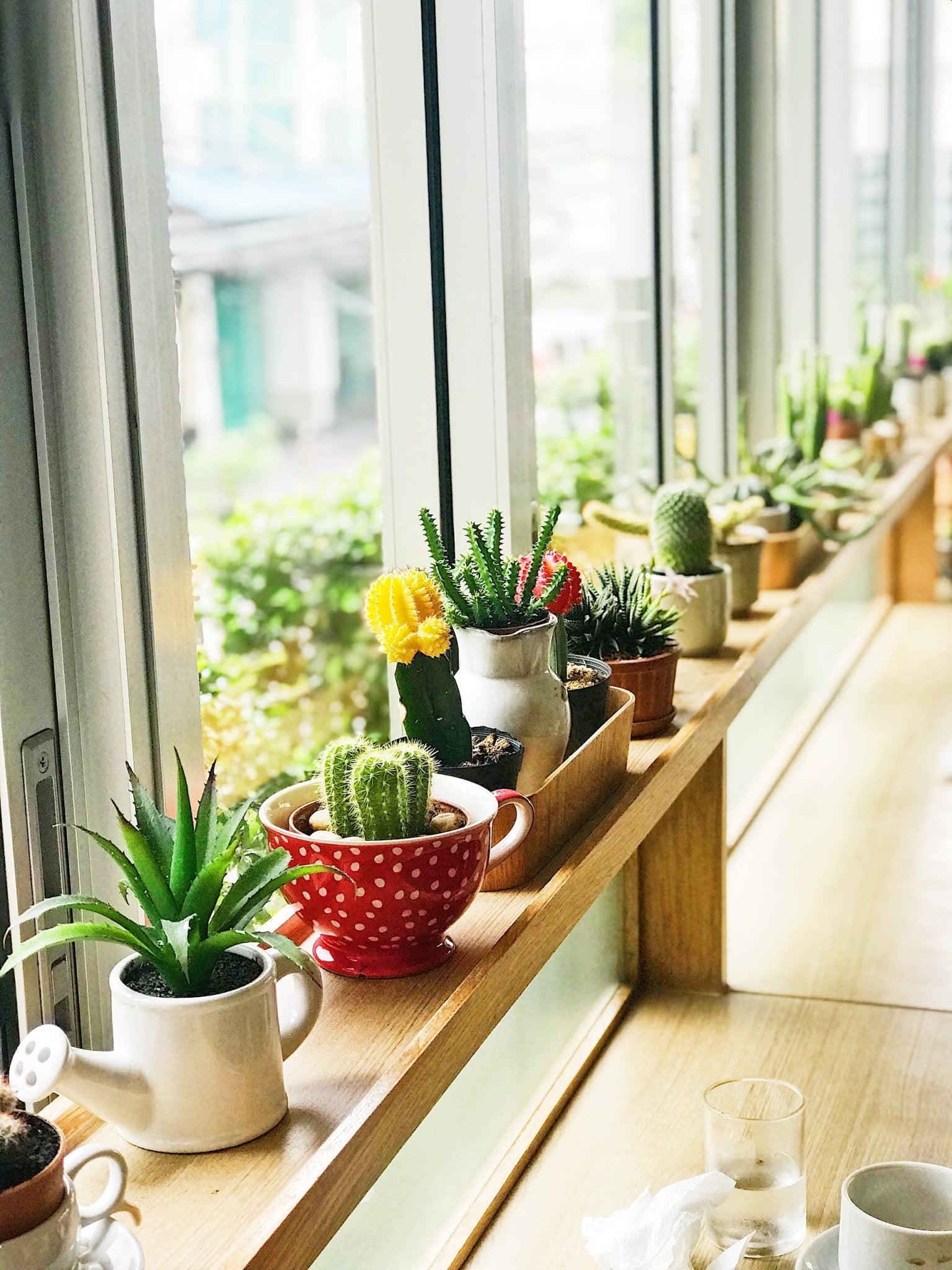 Why are Succulents are Great for Beginners - Varnish + Vine