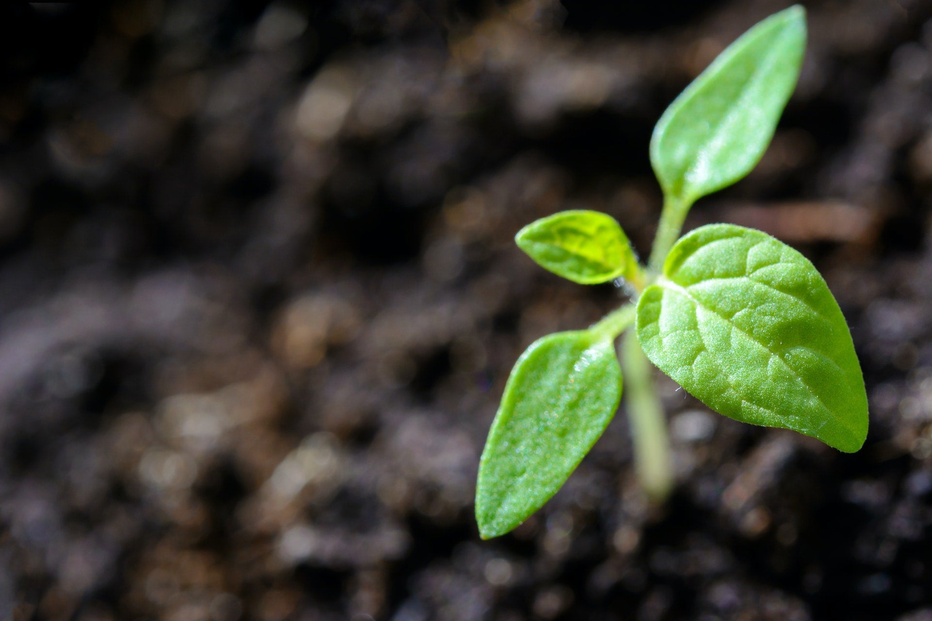 Why Soil is Important for Succulents Varnish Vine