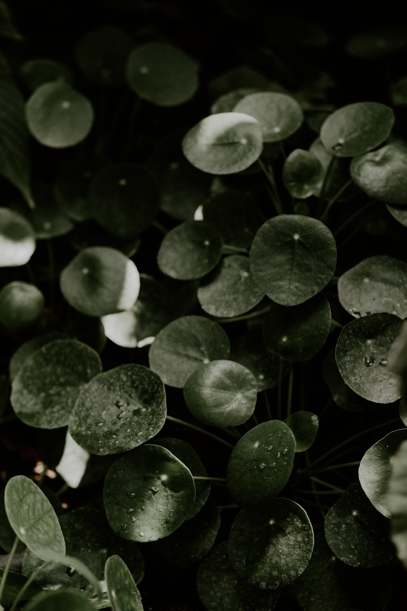 Why the New Year Money Plant is the Most Profitable Investment - Varnish + Vine