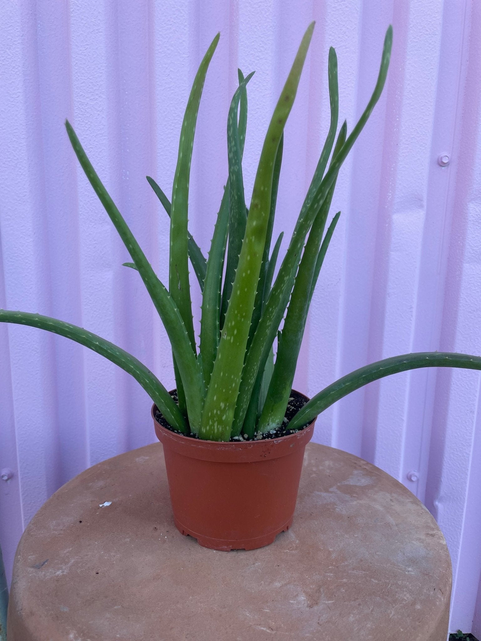 Aloe Vera - cactus - Root-Aloe-6 - Varnish + Vine - 1