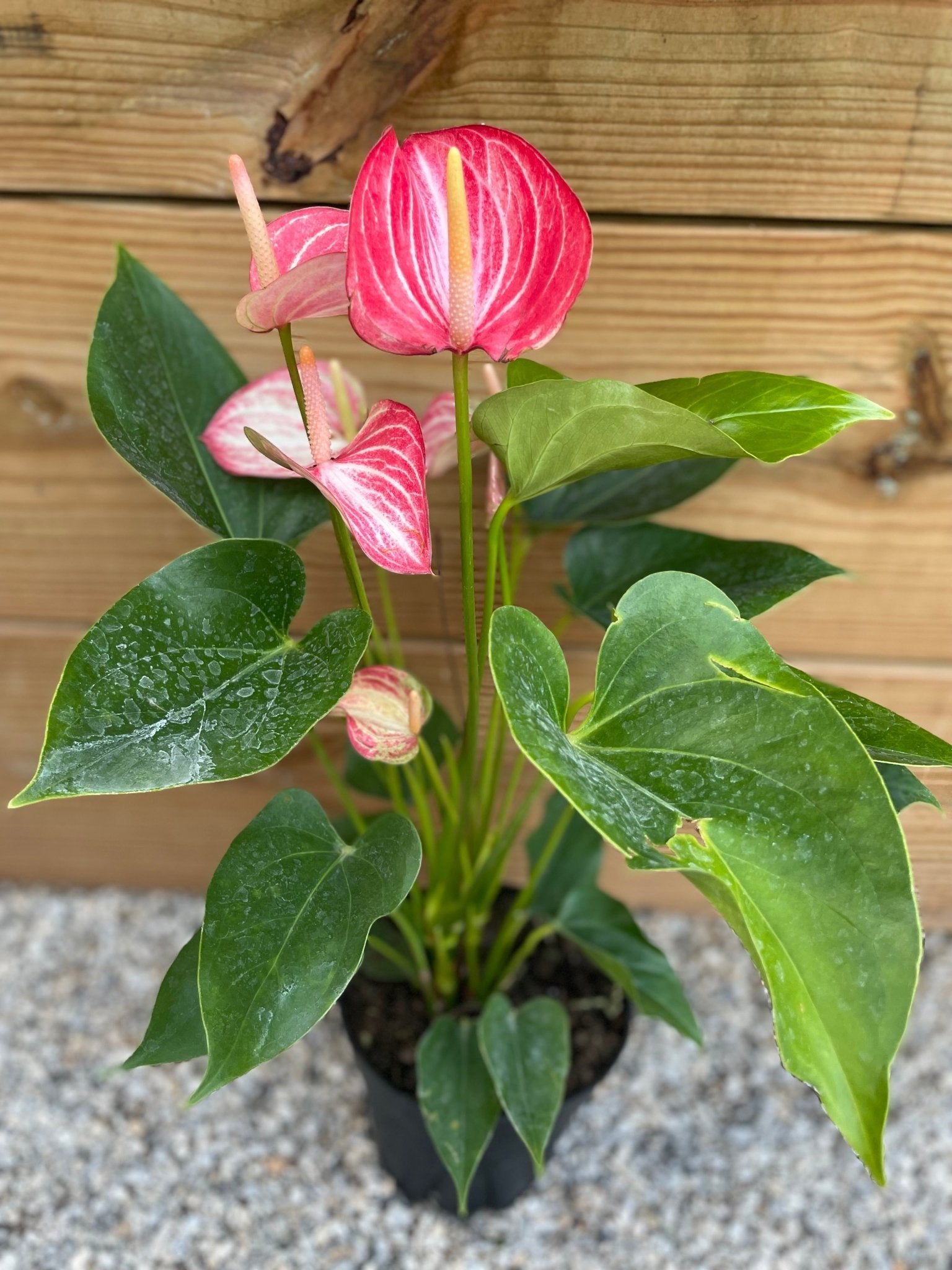 Anthurium Pink Flamingo - tropical - Ant-Pink-4 - Varnish + Vine - 2