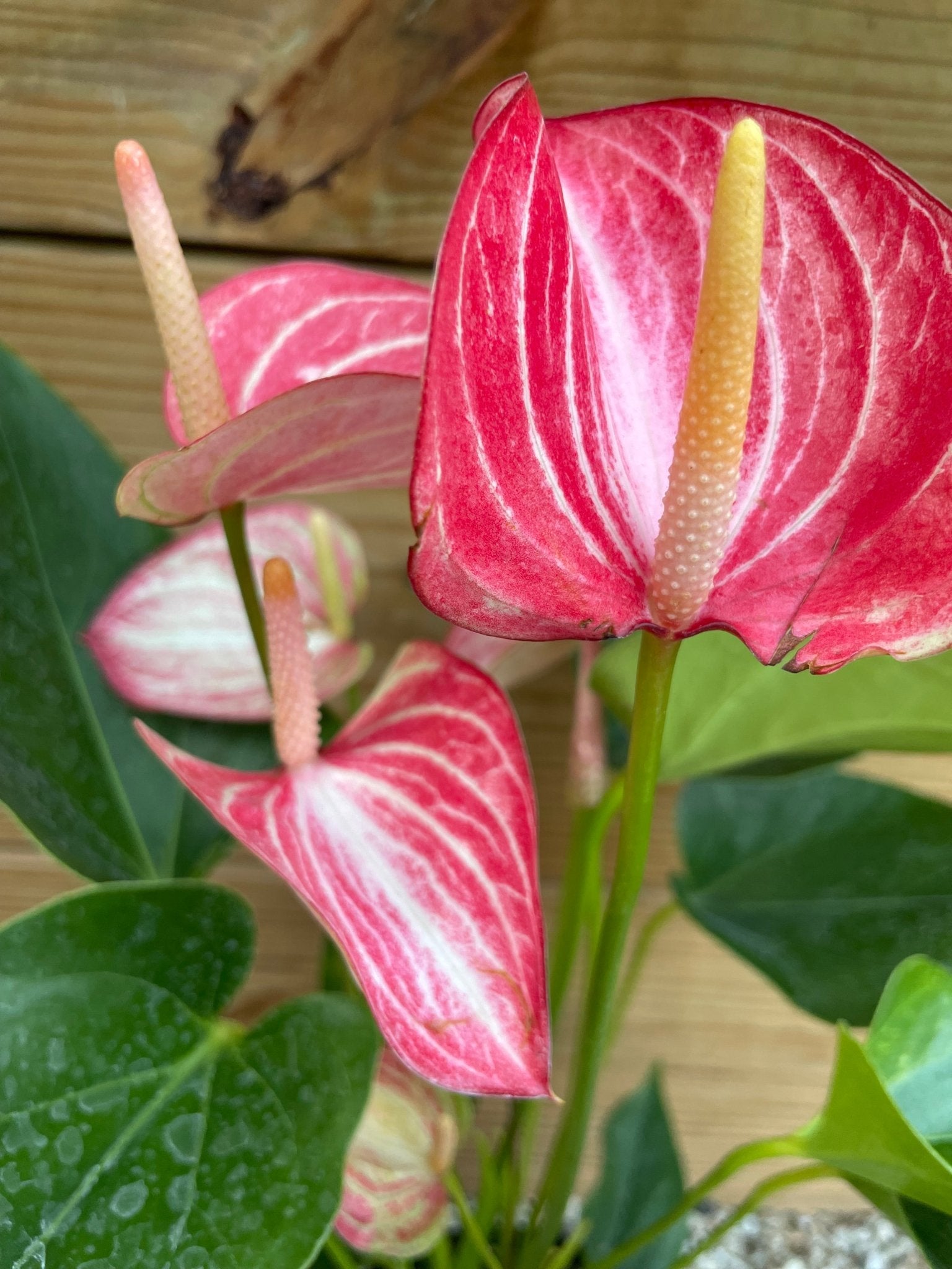 Anthurium Pink Flamingo - tropical - Ant-Pink-4 - Varnish + Vine - 3