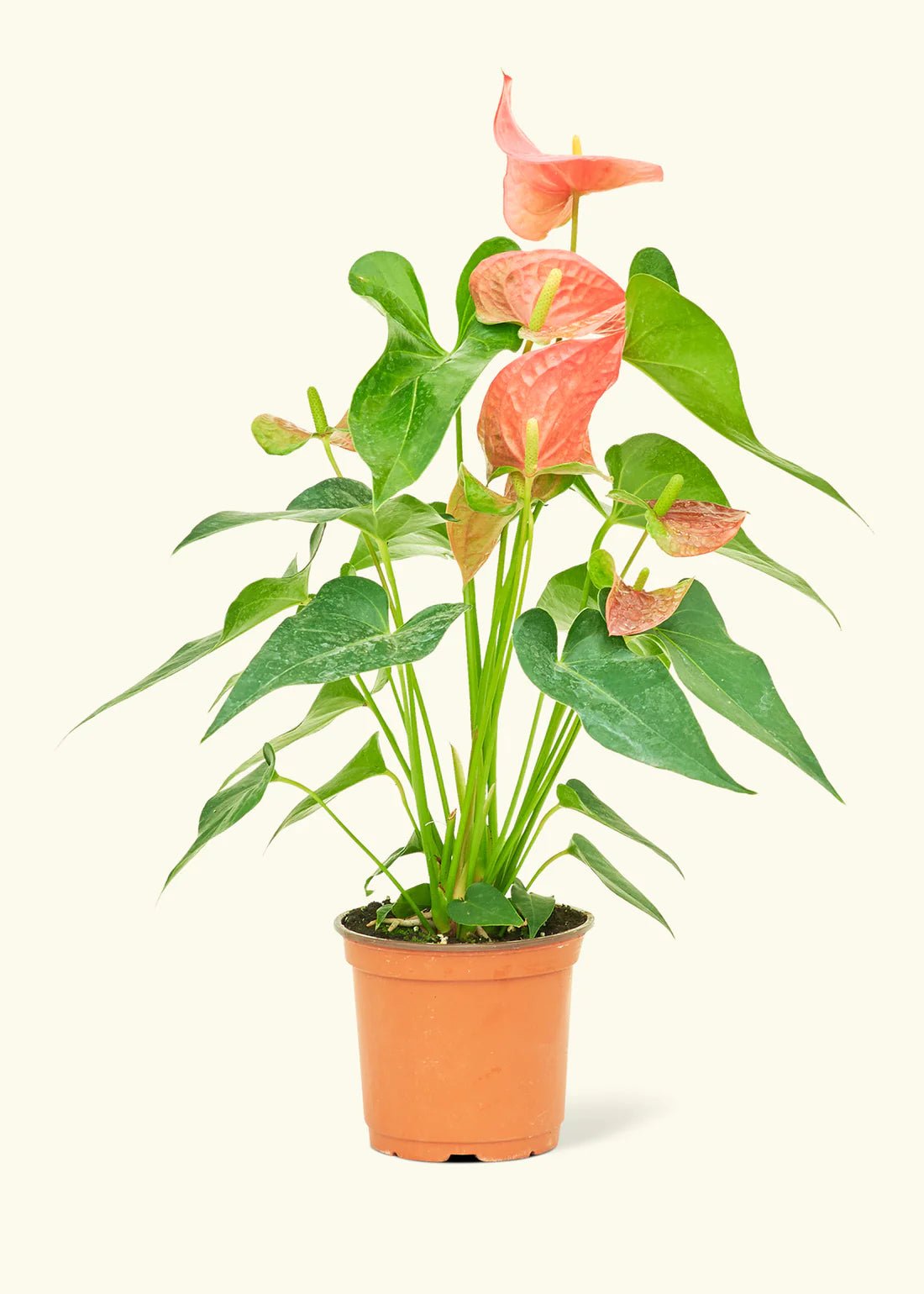 Anthurium Pink Flamingo - tropical - Ant-Pink-6 - Varnish + Vine - 5