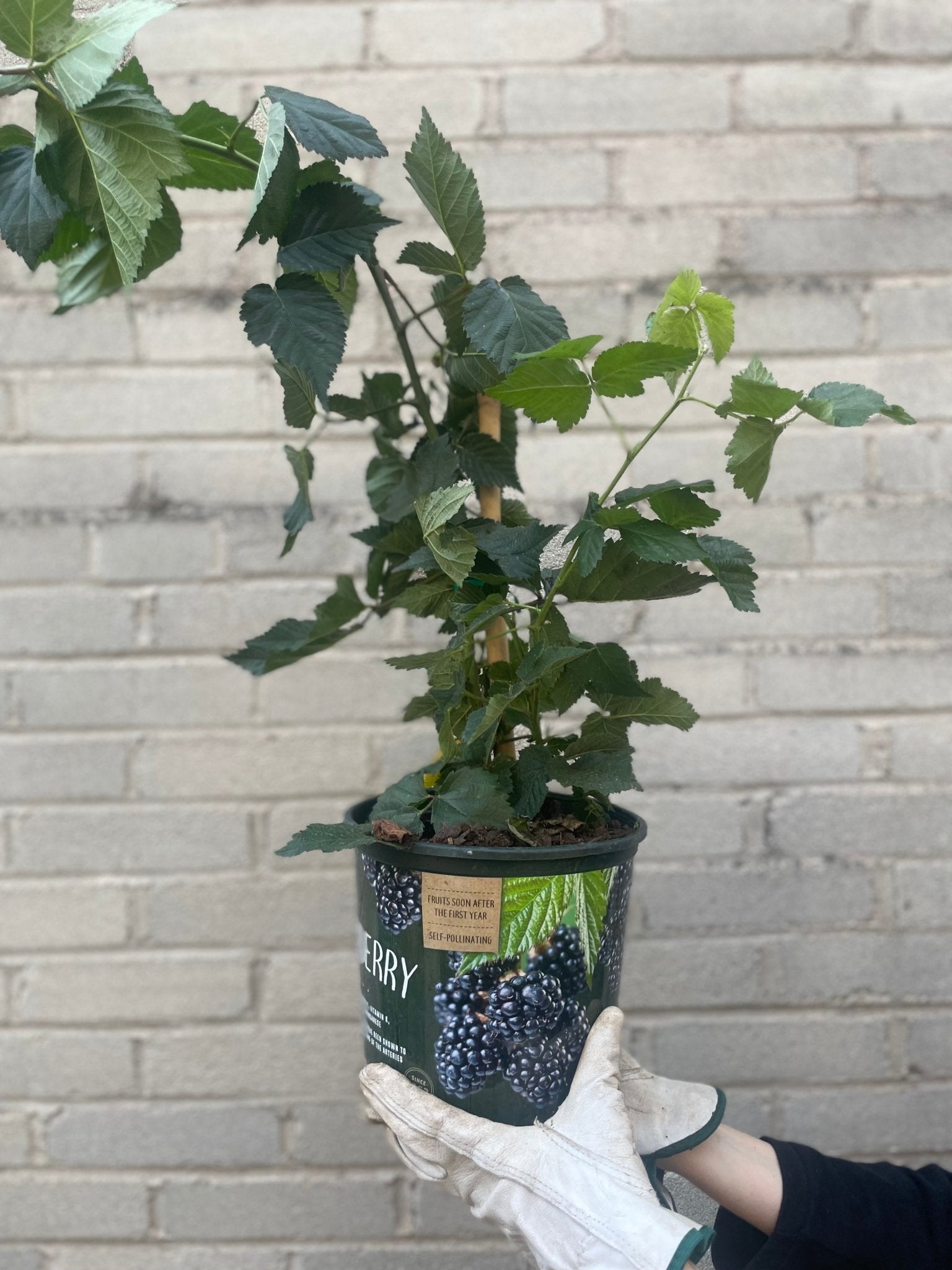 Blackberry Bush - Fruit Tree - Edible-Blackberry - Varnish + Vine - 1
