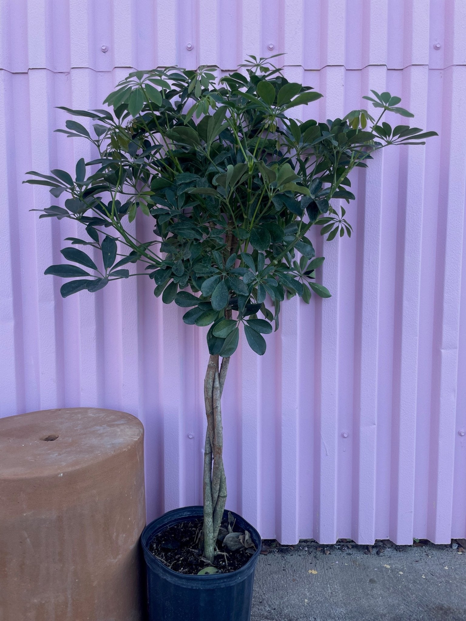 Dwarf Umbrella Tree - tree - Varnish + Vine