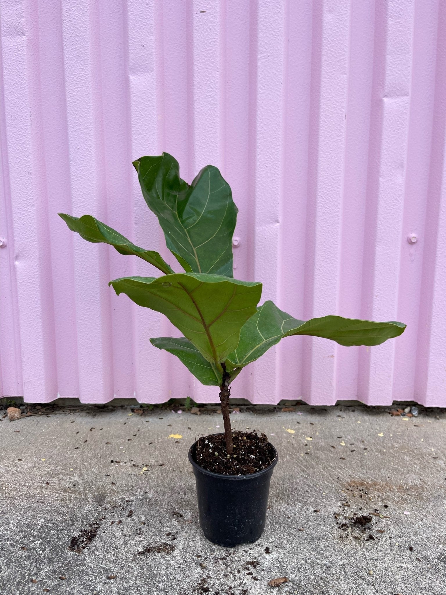 Fiddle Leaf Fig - tropical - root-fiddle-4 - Varnish + Vine - 2