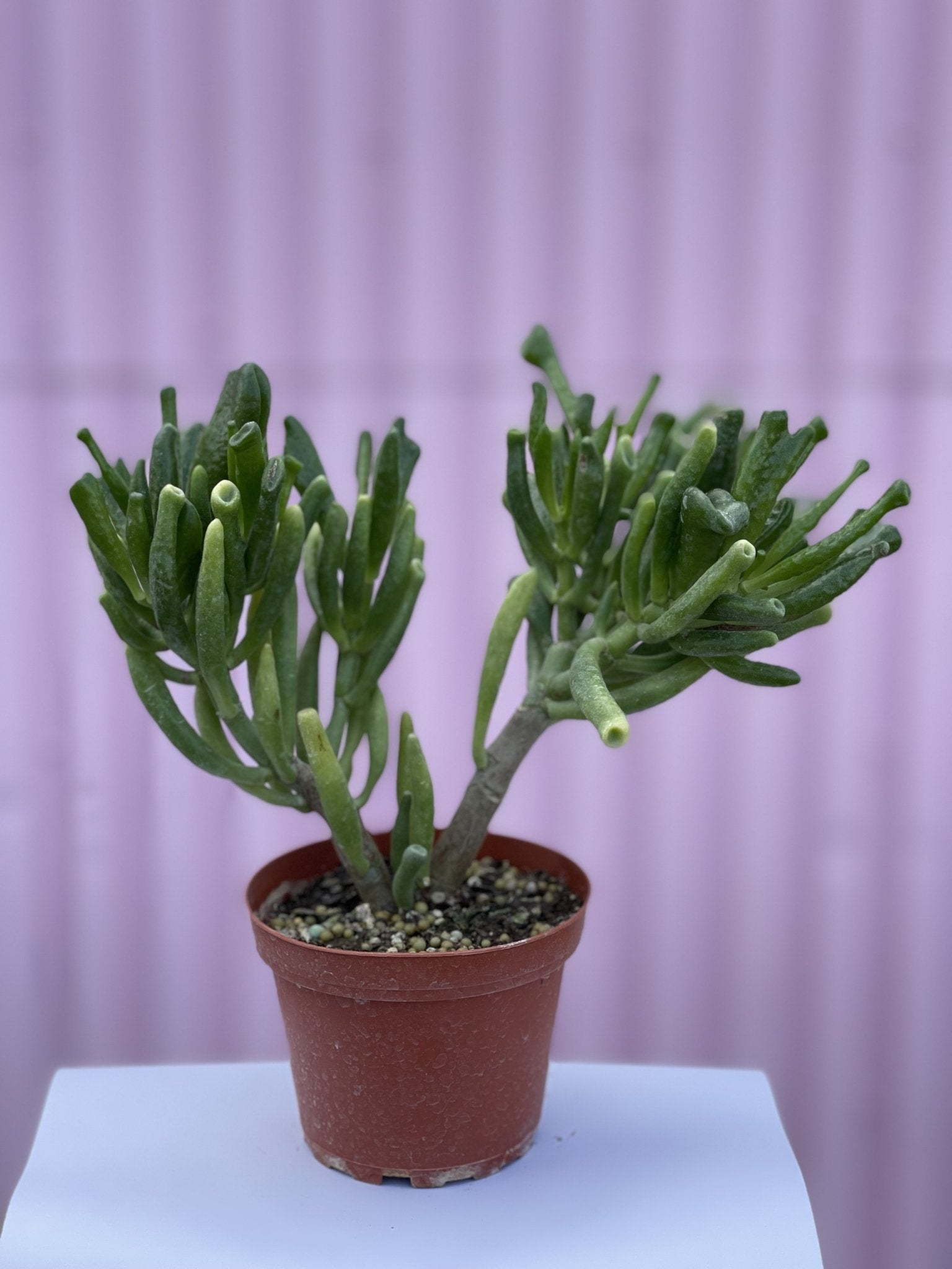 Jade Hobbit - cactus - Root-JadeHobbit-4 - Varnish + Vine - 1
