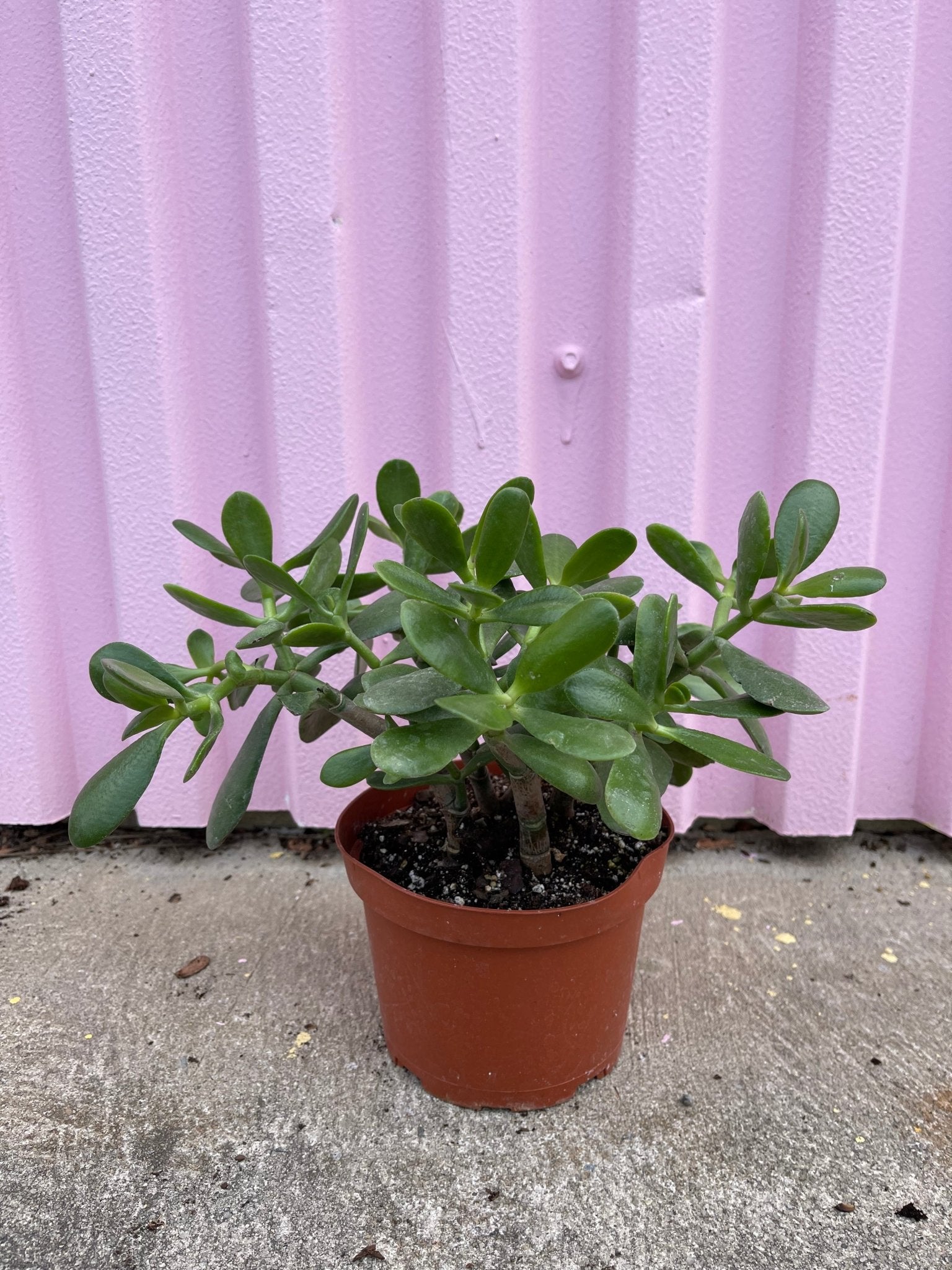 Jade Plant - tropical - root-jade-4 - Varnish + Vine - 1