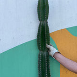 Large Peruvian Apple Cactus Cutting - cactus - Peru-2.5 - Varnish + Vine - 1