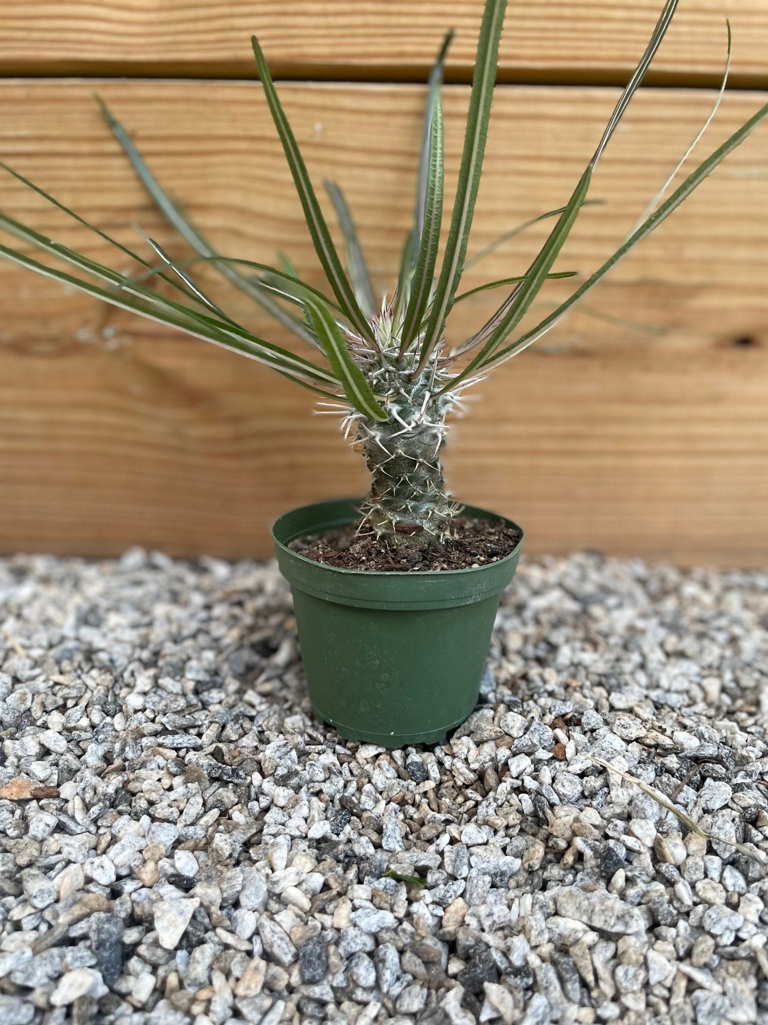 Madagascar Palm Varnish + Vine